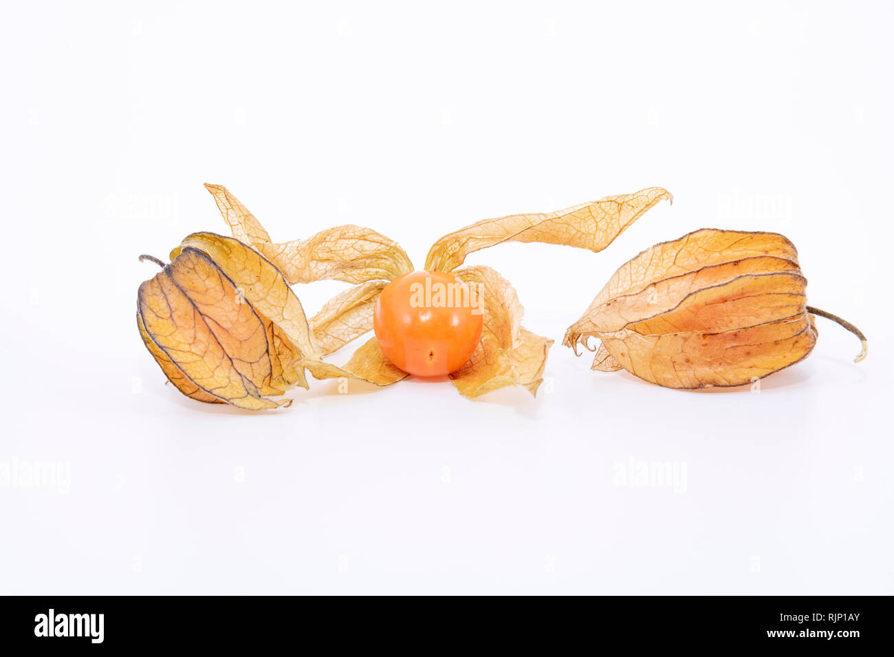 La pianta conosciuta come aguaymanto, uchuva, uvilla o ushun Physalis (peruviano), noti anche come Golden berry è una pianta erbacea appartenente alla famiglia S Foto Stock