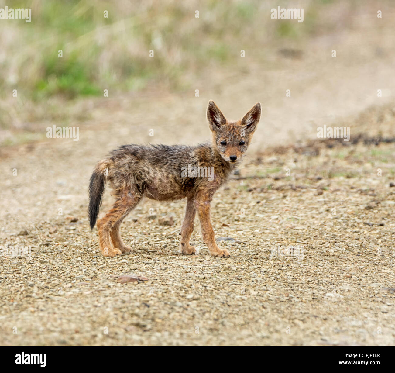 Un giovane nero-backed jackal nel sud della savana africana Foto Stock