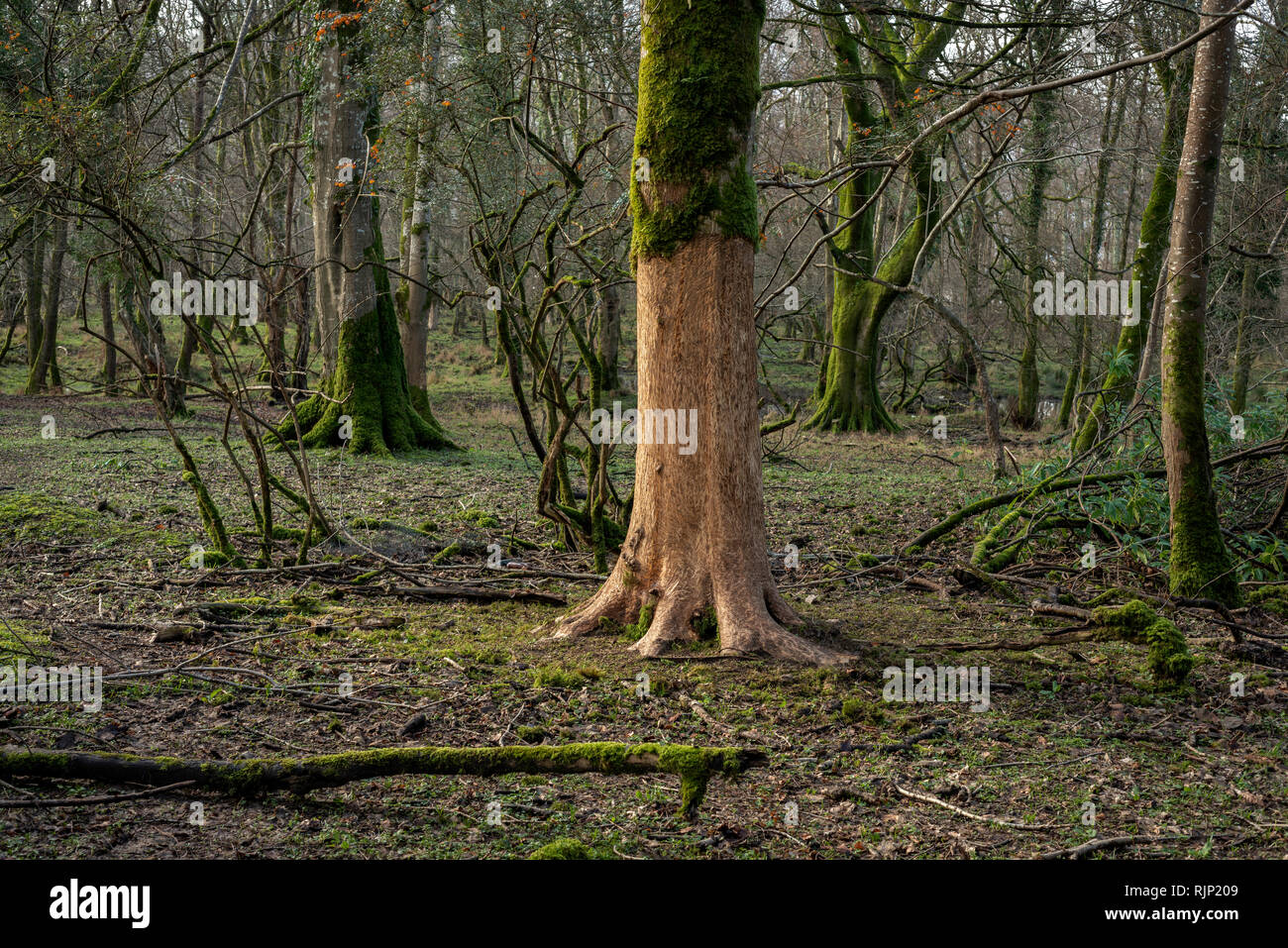 Corteccia di albero spogliata da cervi nel Killarney National Park, County Kerry, Irlanda Foto Stock