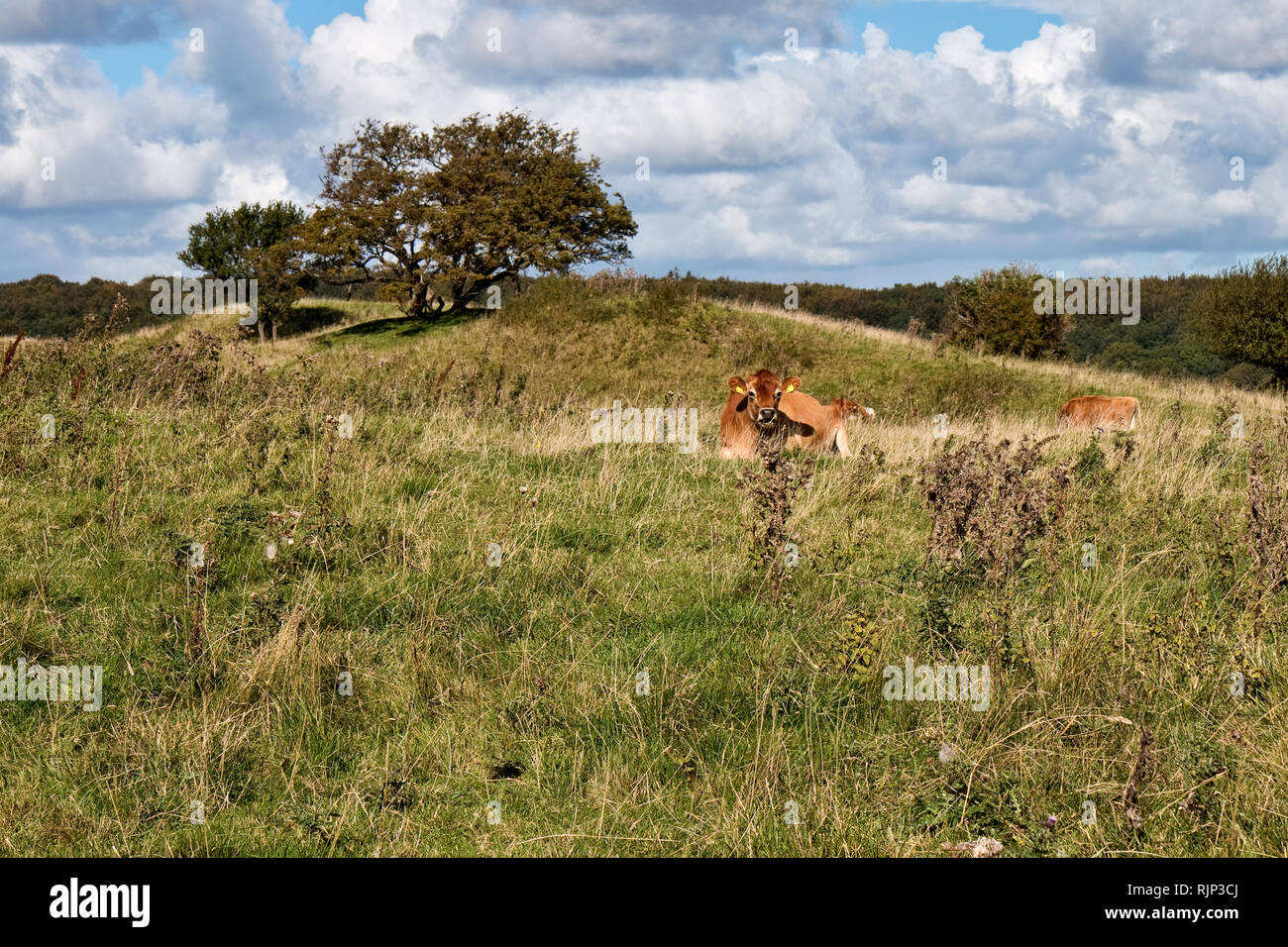 Le mucche di appoggio su di una collina. Spazio di copia Foto Stock