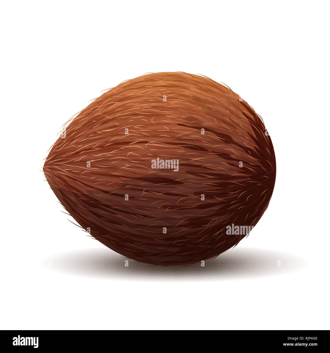 Icona di noce di cocco, realistico illustrazione di cocco isolato in bianco Illustrazione Vettoriale