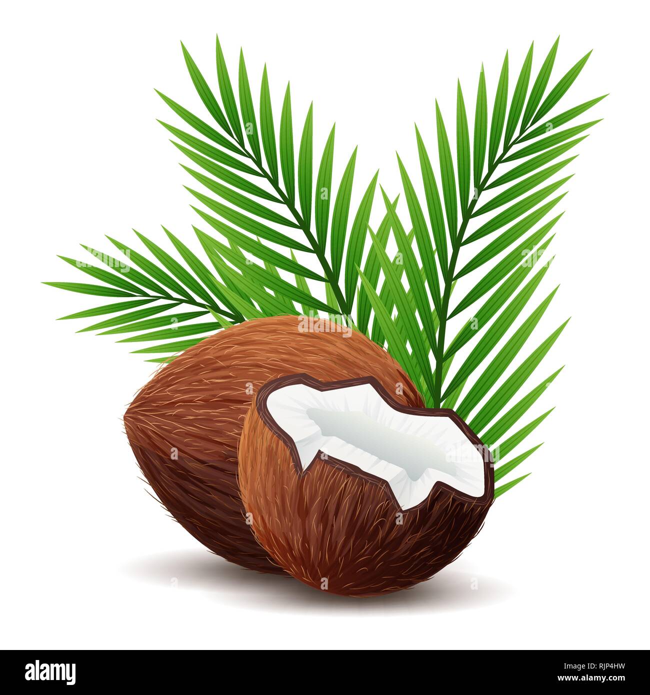Icona di noce di cocco, rotte di cocco e foglie isolato Illustrazione Vettoriale