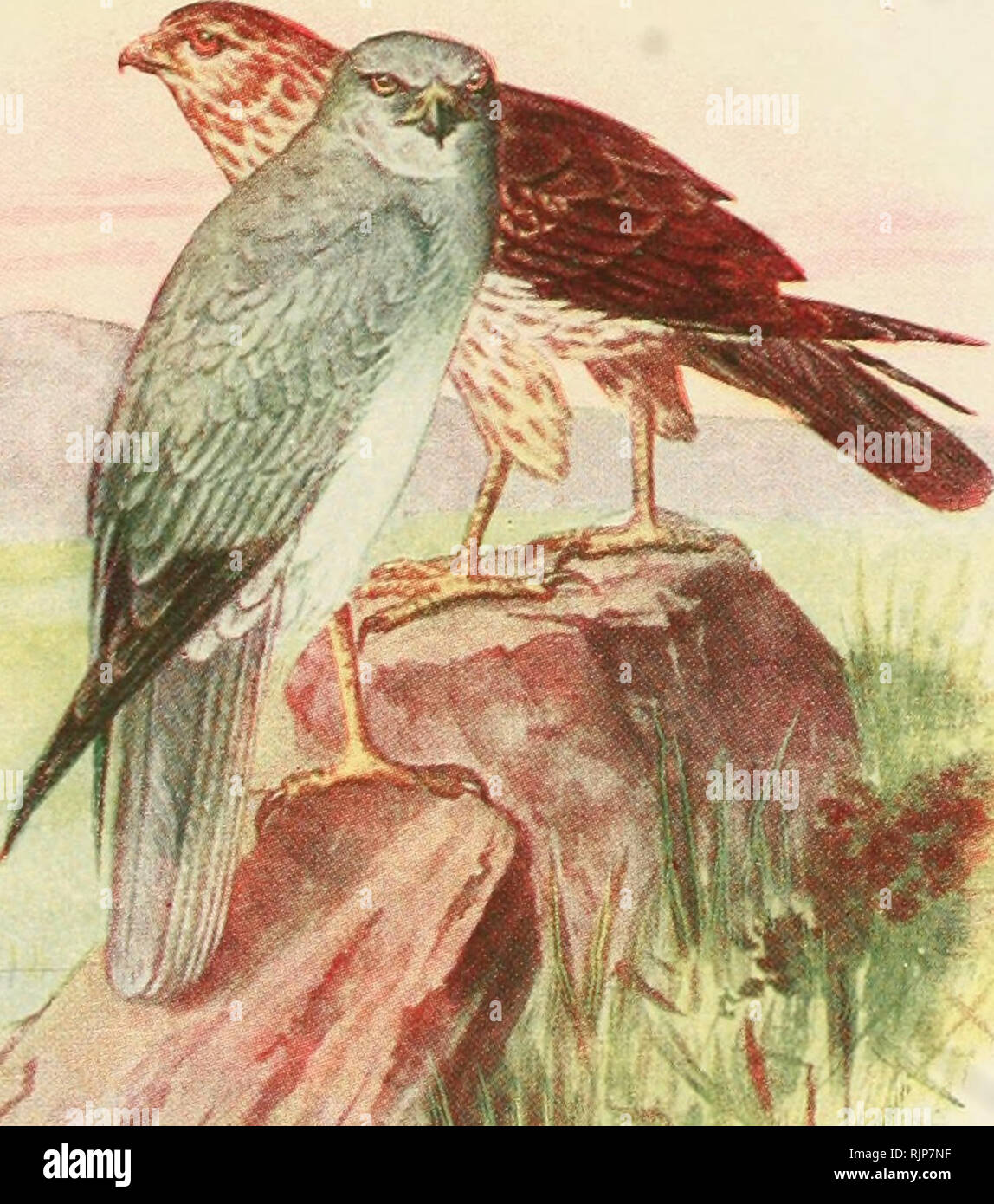 . Aves de rapiña y su caza. Gli uccelli della preda; Falconiformes. AVE DE SAN MARTIN (Circus cyaneus). Si prega di notare che queste immagini vengono estratte dalla pagina sottoposta a scansione di immagini che possono essere state migliorate digitalmente per la leggibilità - Colorazione e aspetto di queste illustrazioni potrebbero non perfettamente assomigliano al lavoro originale. Medinaceli, Duque de. Madrid [Spagna] : S. A. Blass Foto Stock