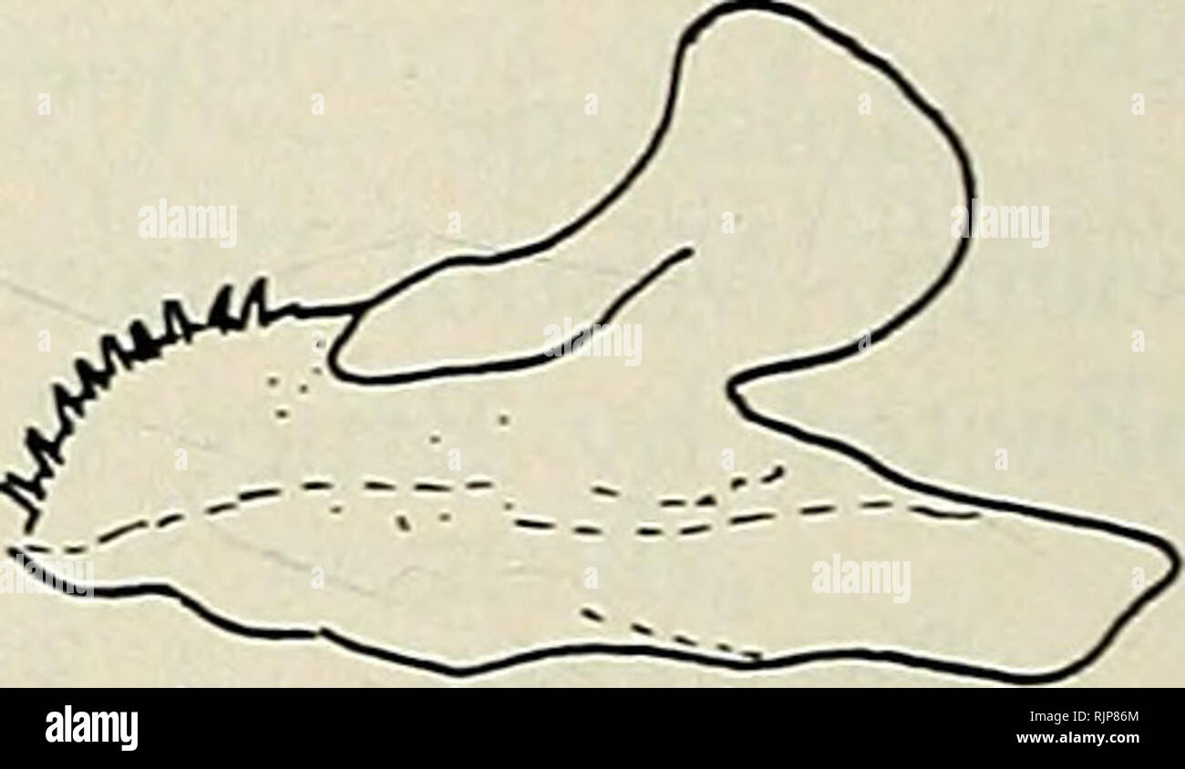 . La Australian zoologo. Zoologia; Zoologia; Zoologia. Fig. 2. a. Premaxillary osso del holotype di Pseudomugil majusculus USNM 236542, 3.2 mm SL. b. Mascella, premaxilla e dentarv di Pseudomugil signifer, non registrati campione di alizarina. Smith Lago, N.S.W. L'Australia, 32°23'S 152°28'E e 27 mm SL. c. Mascella, premaxilla e dentary di Pseudomugil helodes, USNM 236545, 26,8 mm SL. 482 Aust. Zool. 21(5), 1984. Si prega di notare che queste immagini vengono estratte dalla pagina sottoposta a scansione di immagini che possono essere state migliorate digitalmente per la leggibilità - Colorazione e aspetto di queste illustrazioni potrebbero non pe Foto Stock