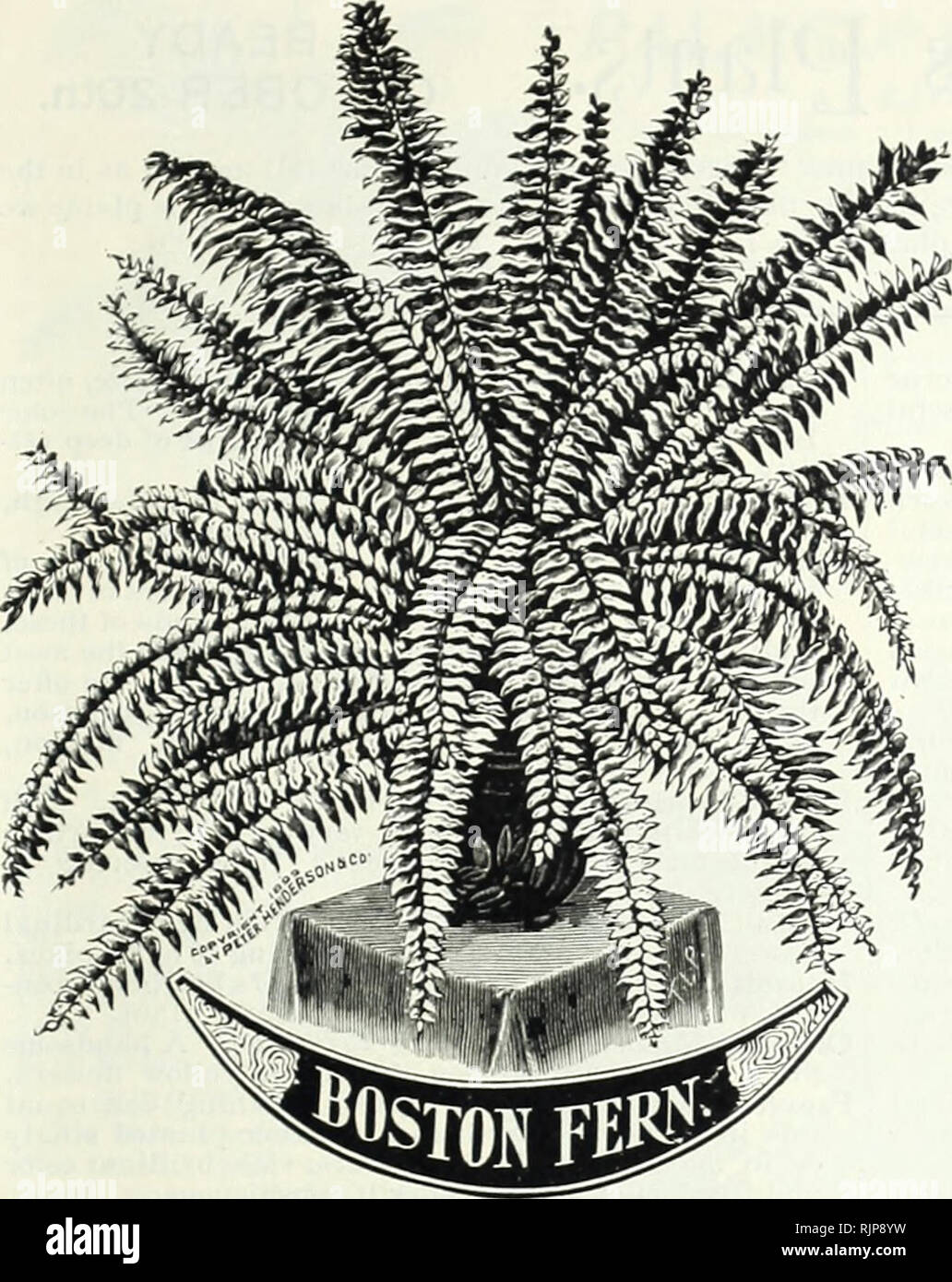 . In autunno la lampadina catalogo : 1901. Attrezzature da giardinaggio e fornisce cataloghi; semi cataloghi; lampadine (piante) Cataloghi Cataloghi di fiori; i fiori Semi cataloghi. PETER HENDERSON &AMP; CO., NEW YORK.- Impianto dipartimento. 49. "FtOSTON" FERN. Nephrolepis Bostoniensis. Una delle più utili e ornamentale del ' 'Sword Fet ns." ora è cresciuto dai mille per il mercato in tutte le grandi città, ed è in costante aumento" in popolarità. In ben- cresciuti campioni le fronde di raggiungere una lunghezza di 6 o 7 metri, come piume inarcamento oltre in ogni direzione, in più un modo grazioso. Questo essere Foto Stock