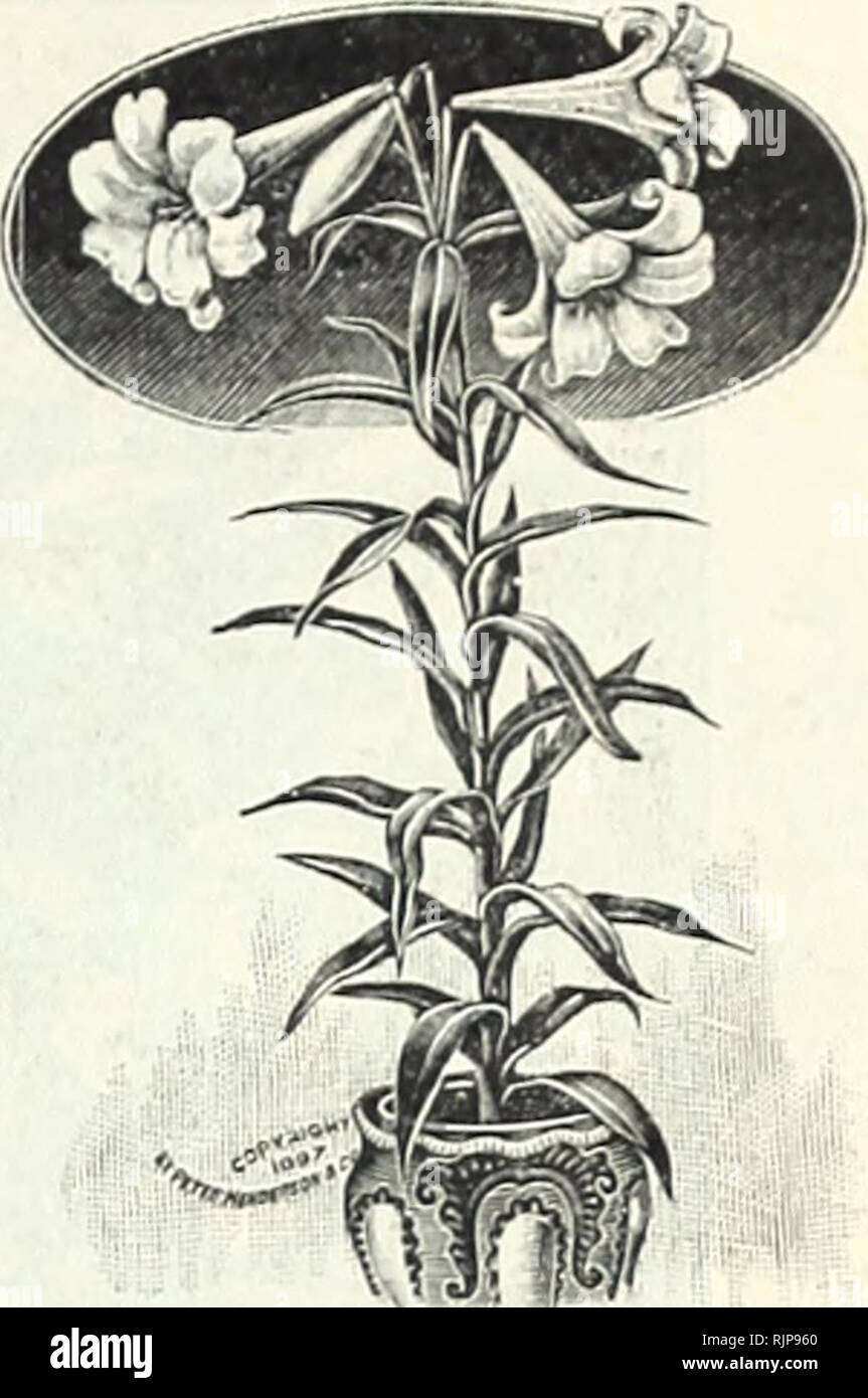 . In autunno la lampadina catalogo : 1901. Attrezzature da giardinaggio e fornisce cataloghi; semi cataloghi; lampadine (piante) Cataloghi Cataloghi di fiori; i fiori Semi cataloghi. "Tn,**"*' LONGII'LOIUM yiUANTEUM. Pomponicum Rubnim. (Scar- cer turbante Lily.) Questo è molto earl.v fioritura, in crescita di circa 3 piedi, numeri di cuscinetto di fiery- scarlet fiori. Esso cresce liberamente. 15c. ea., $1.5o doz. Speciosum. [Vedere Lancifollum.) Superbum. i link's Cup Lily.) Una delle nostre specie native. Quando stabilito in buona ricco terreno sarà in grado di produrre upwardSOf 50 beau- tiful arancione, rosso a punta, pezzata fiori in un cluster piramidale. 3 Foto Stock