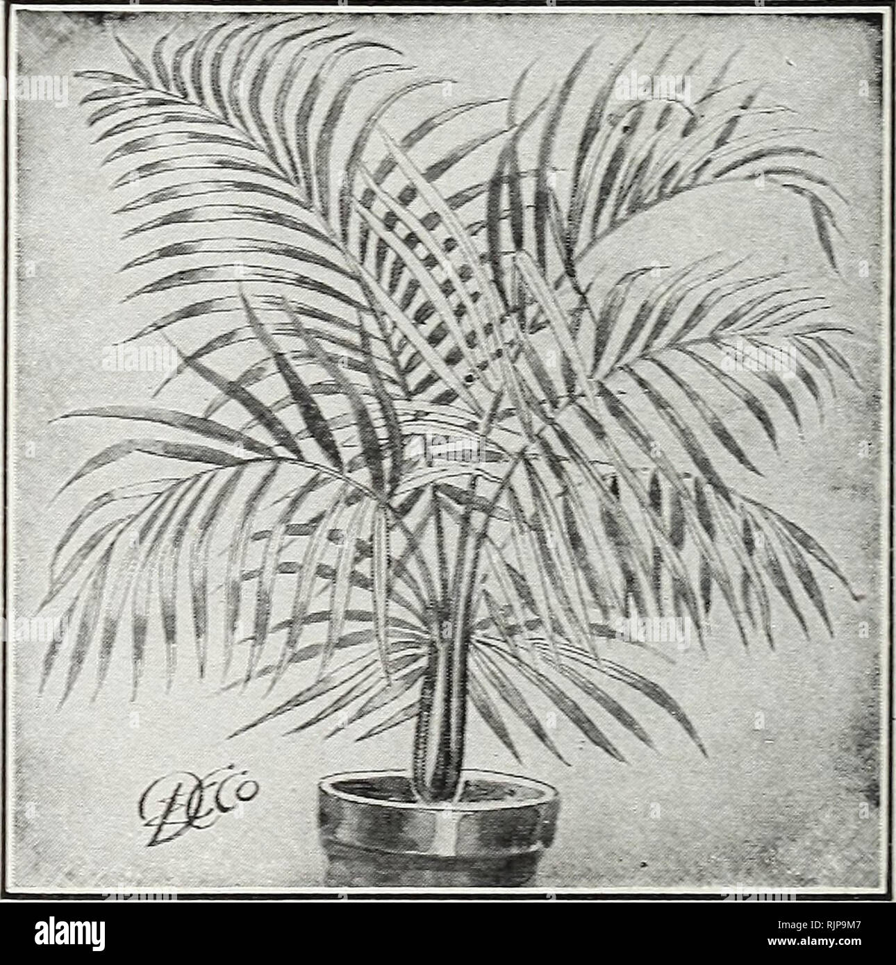 . Edizione autunnale 1924 : la nostra nuova guida alla cultura di rose. Felci decorativo Whitmanii Fern Dingee palme ARECA LUTESCENS. Tronco e lo stelo verde oro. Piante robuste. Da 6 a 8 pollici di alta. 25 cts. Ogni; 3 per 60 cts., postpagato; piante grandi, da 14 a 16 pollici alto, 75 cts. ciascuno, postpagato. Il Cocos WEDDELIANA. Il daimiest di aU di palme. Piante robuste, 3 pollici pentole, 50 cts. KENT! A. La più imponente di tutte le palme. Kentia Beimoreana è il più alto un coltivatore, mentre Kentia Forsteriana ha la gamma più ampia di foglie. Piante robuste, 25 cts. ciascuno, postpagato. LATANIA borbonica. Divisi a ventaglio, foglie. Piante robuste, 25 cts. eac Foto Stock