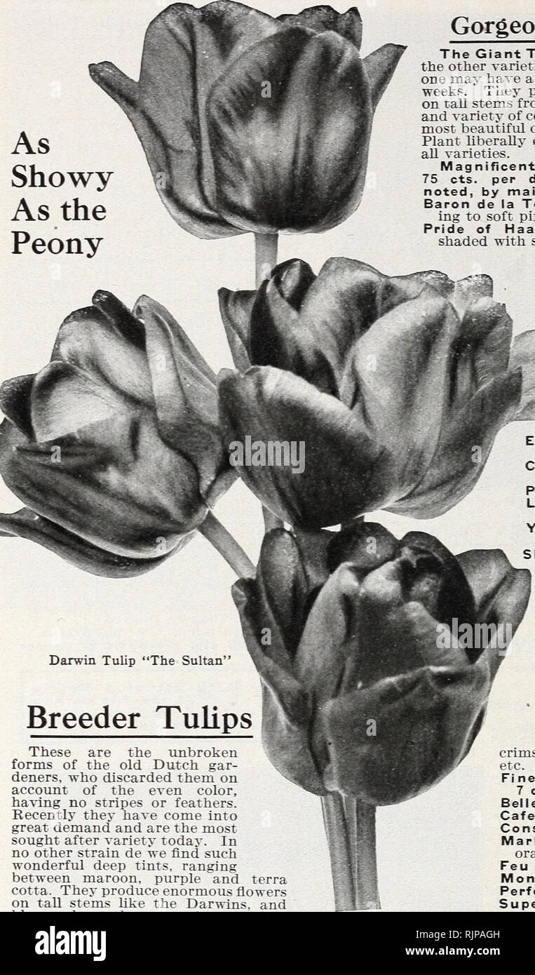 . Edizione autunnale 1925 : la nostra nuova guida alla cultura di rose. DINGER W CONARD COMPANY, West Grove, PA. Come vistose come la peonia. Splendida Darwin tulipani Il Gigante Tulip. Entrata in bloom dopo tutte le altre varietà sono fatto e da piantare questi uno può anche avere una continuazione di blumi per diverse settimane. ' Essi producono una grande inchino] fiori a forma su alti fusti da 2 a 3 piedi alto. Il brilhancy e varietà di colorazione è al di là di ogni descrizione. La più bella di aU tulipani. ExceUent per il taglio. Impianto liberalmente di loro. TTe offrono i migliori di aU varietà. Magnifica extra-large lampadine, 7 cts. eac Foto Stock