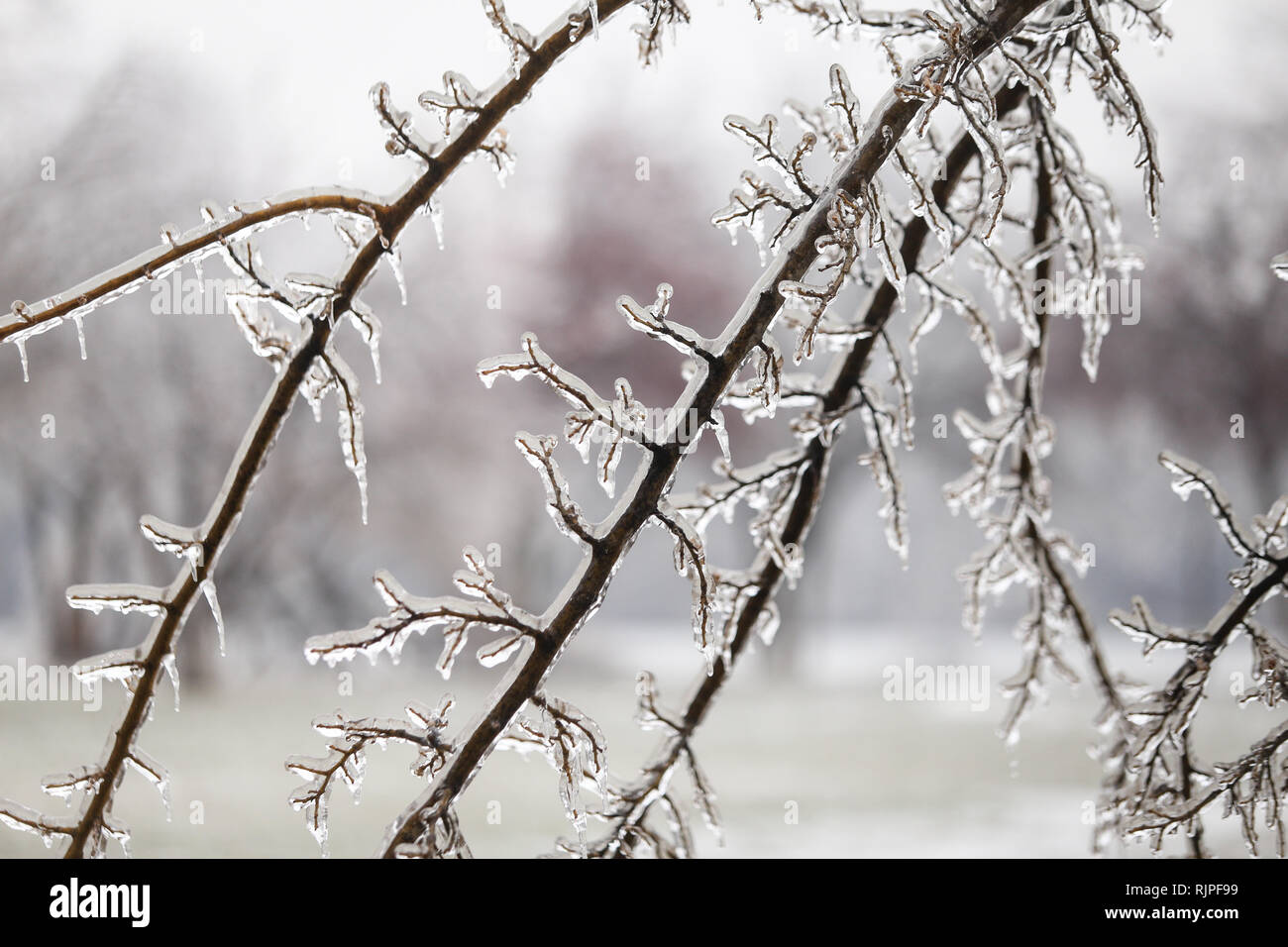 Dettagli con vegetazione congelati dopo una pioggia gelata meteo fenomeno Foto Stock