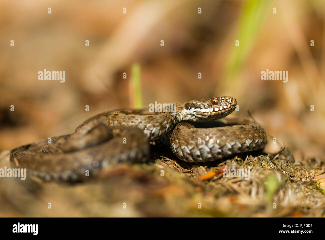 La fauna selvatica foto di serpenti velenosi in Repubblica Ceca Foto Stock