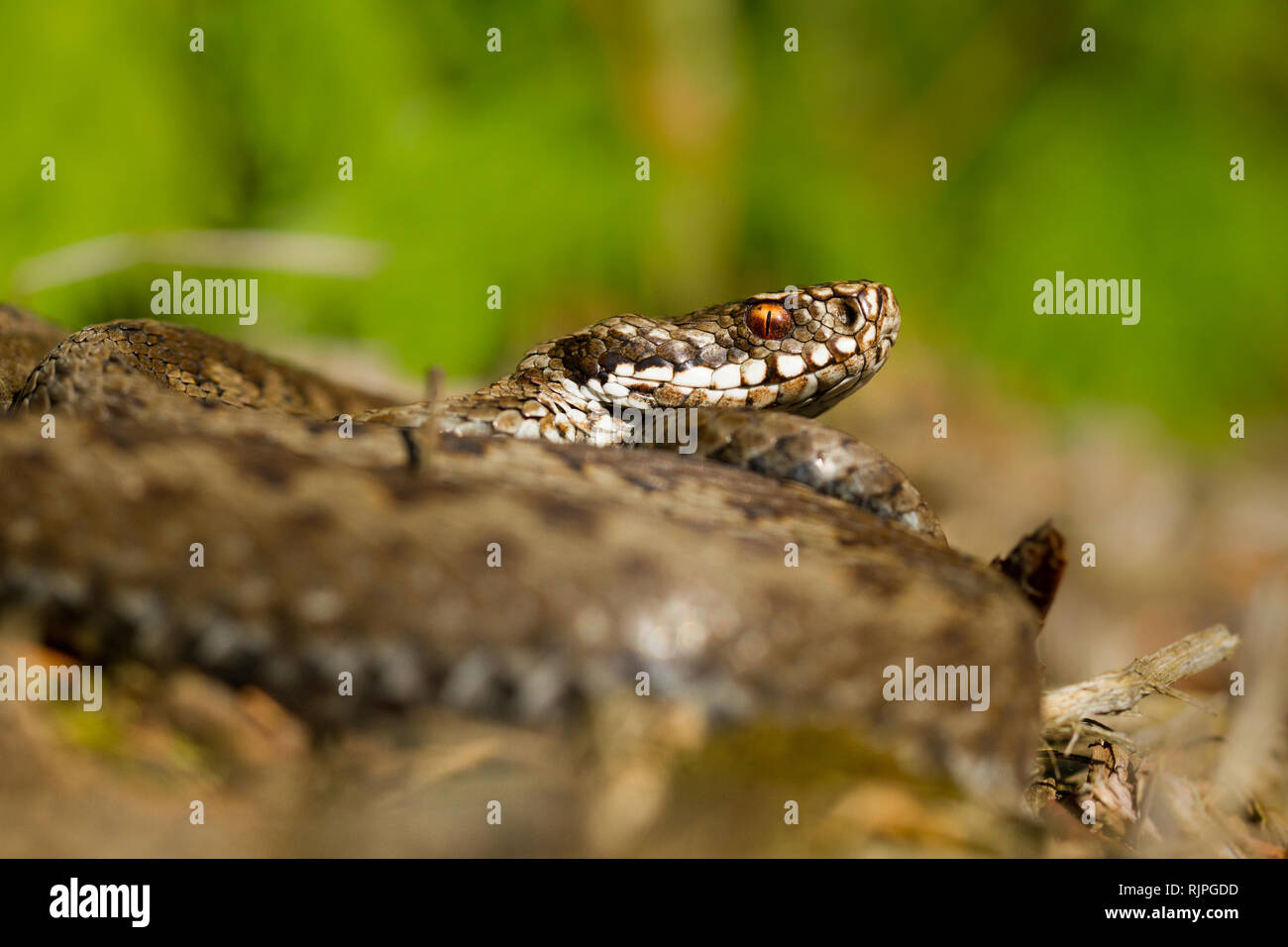 La fauna selvatica foto di serpenti velenosi in Repubblica Ceca Foto Stock