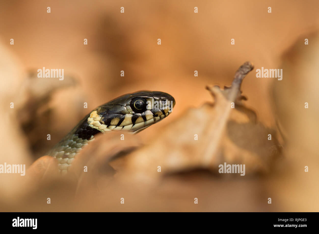 La fauna selvatica foto di biscia in Repubblica Ceca Foto Stock