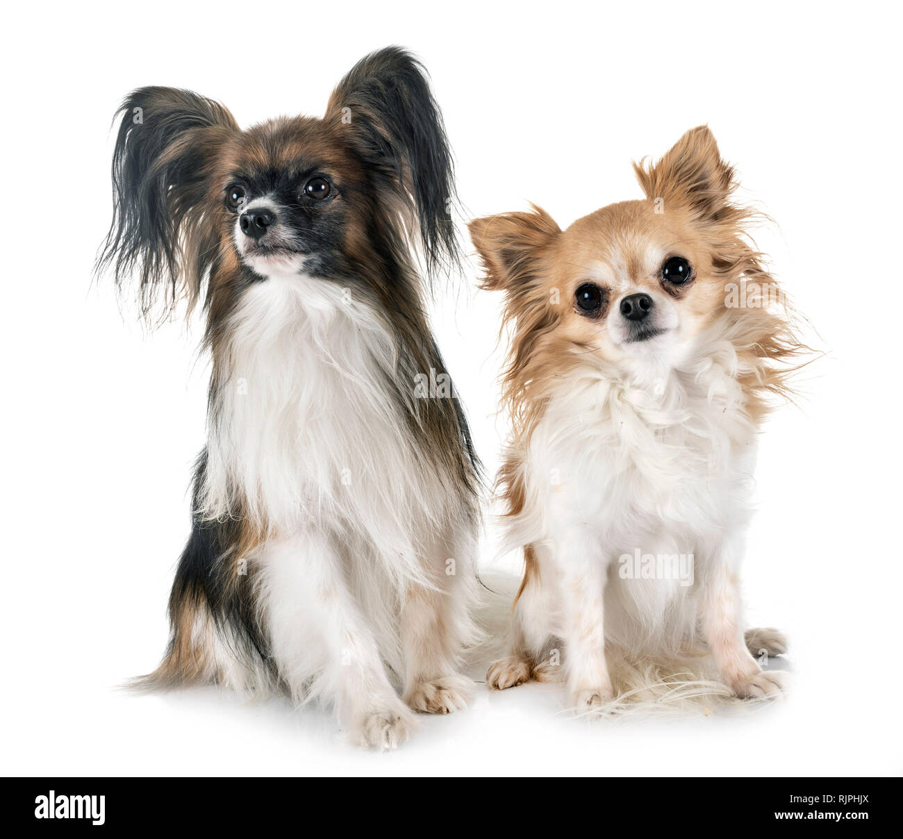 Papillon cane e chihuahua davanti a uno sfondo bianco Foto Stock