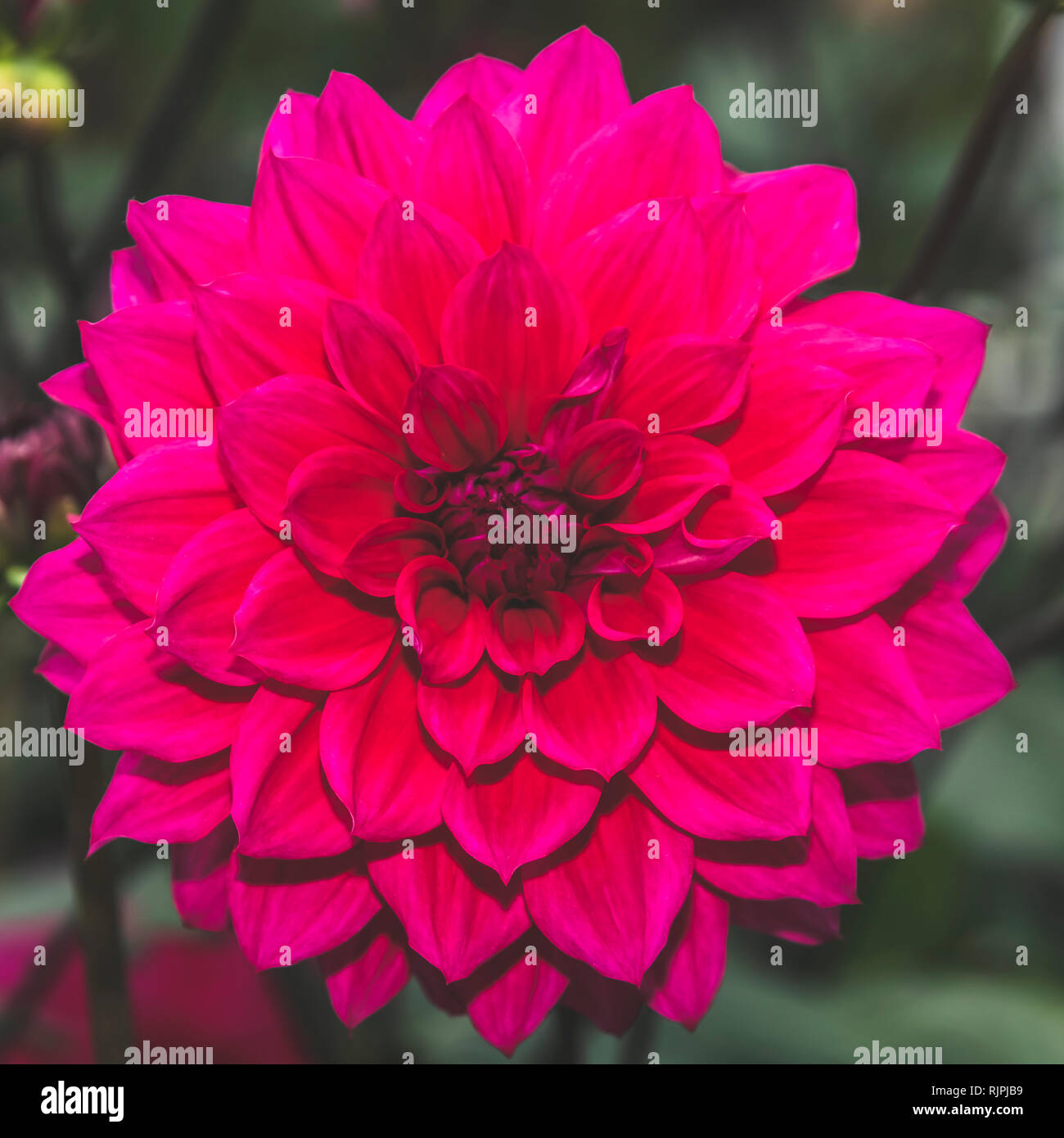 Red dahlia pinnata singolo petalo di fiore in isolati da vicino i dettagli in mute filtro elegante Foto Stock