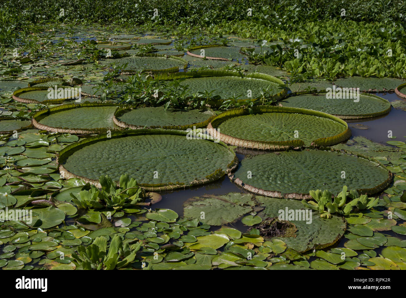 Ninfee e piante tropicali sul fiume in Rosario Argentina Foto Stock