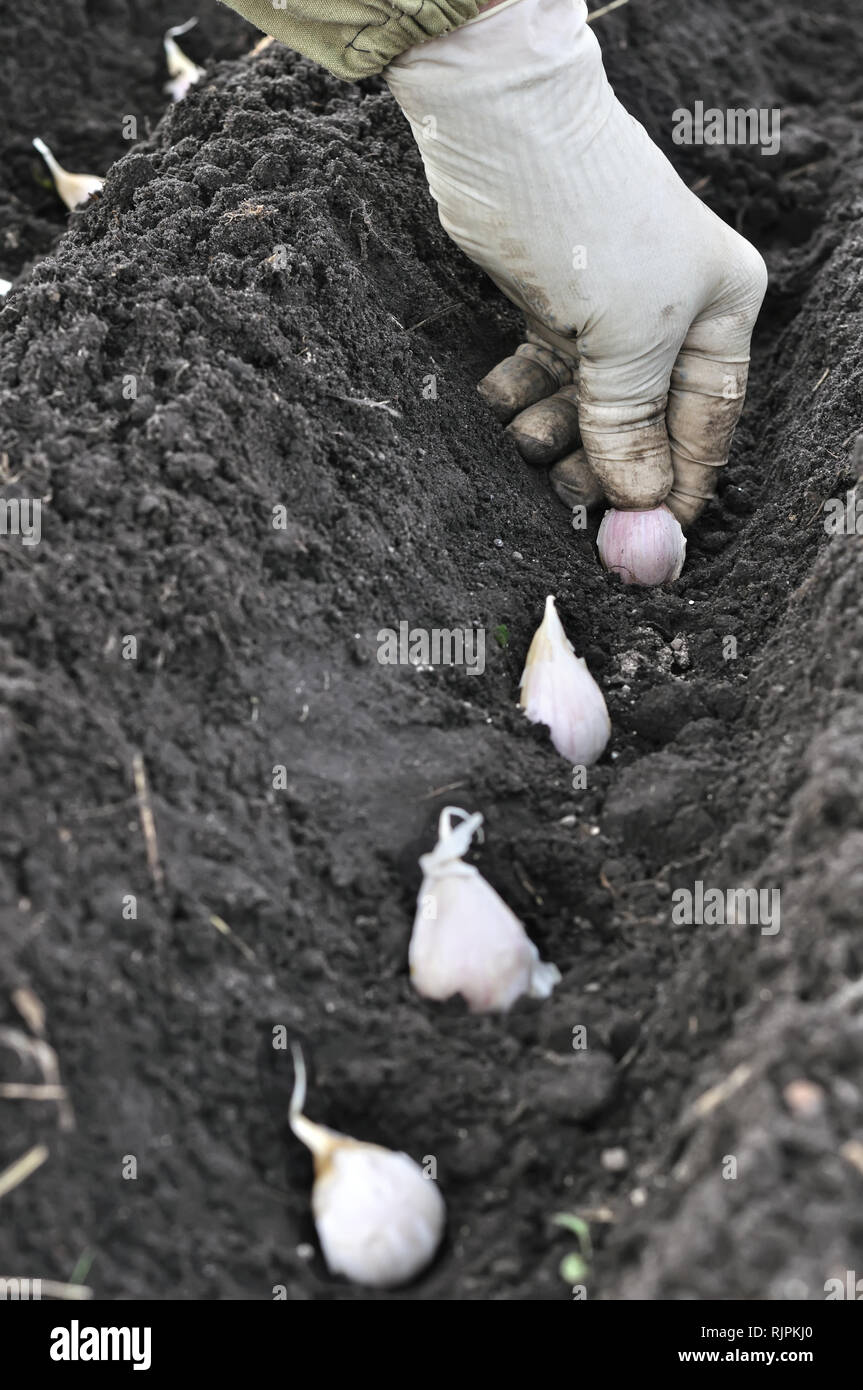 Del giardiniere Semina a mano l'aglio nell'orto, composizione verticale Foto Stock