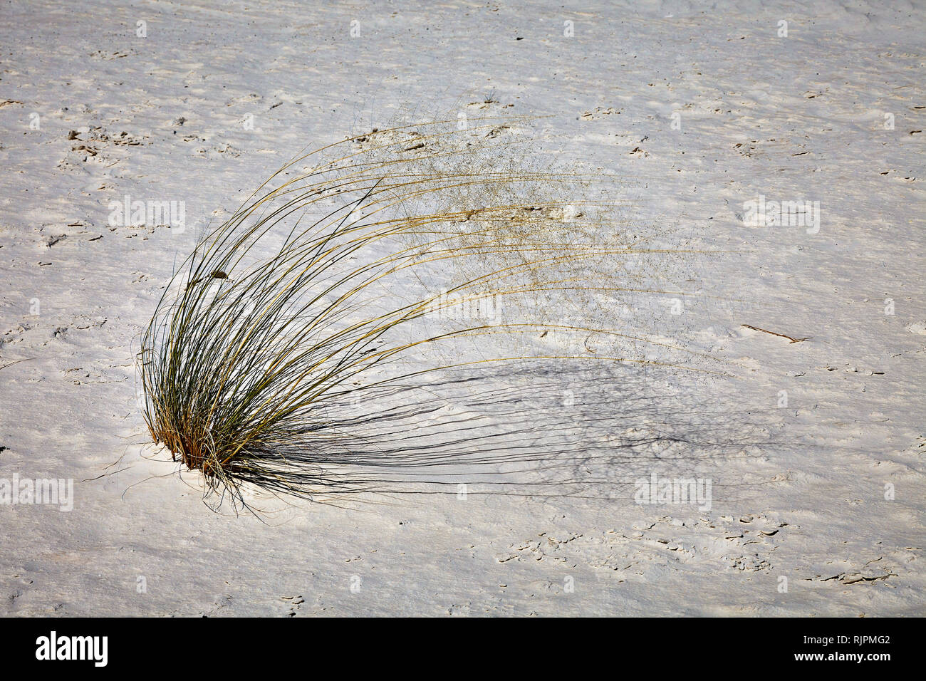 Pianta di erba in White Sands National Monument, Nuovo Messico, STATI UNITI D'AMERICA Foto Stock