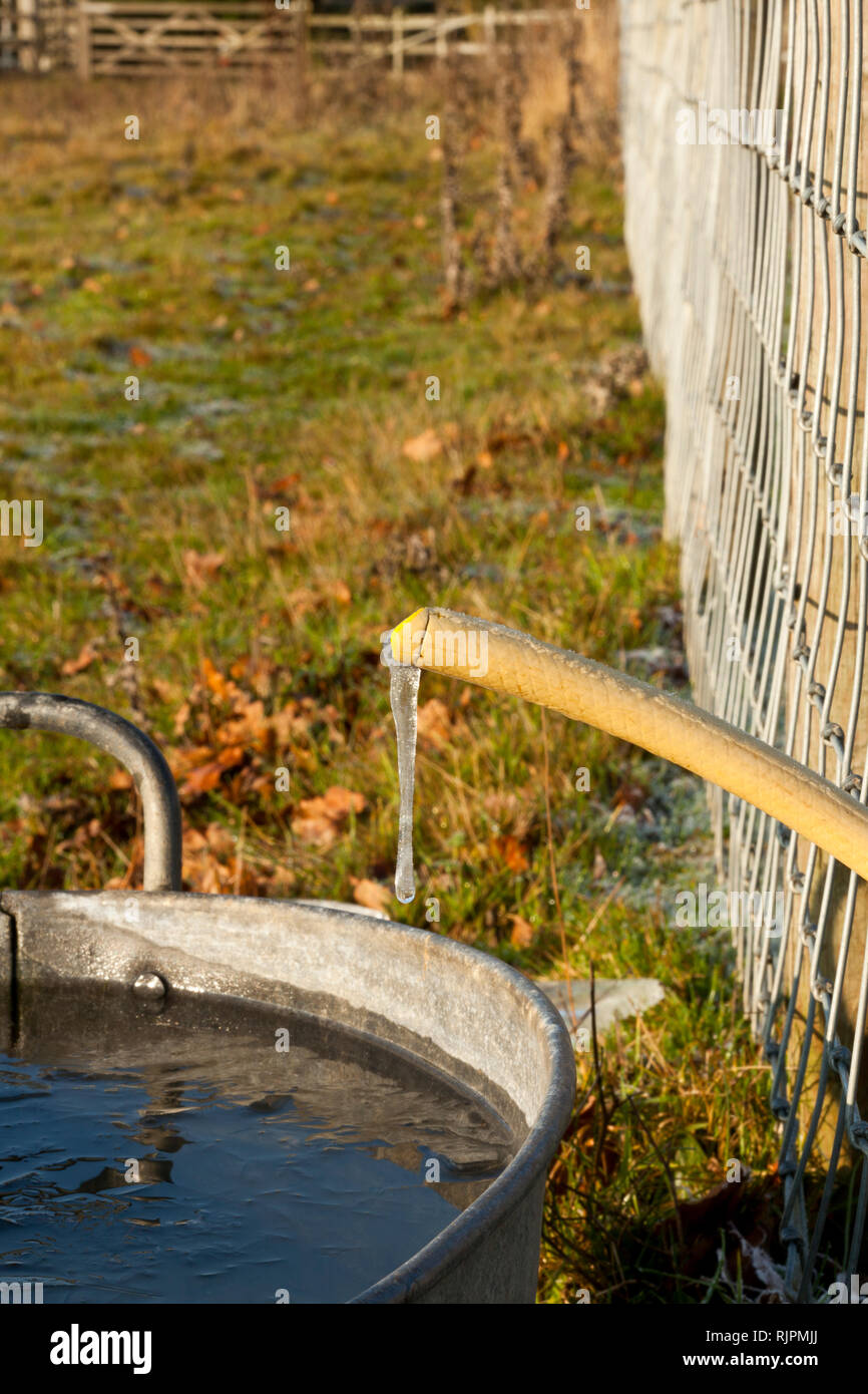 Congelati gocciolamento di acqua da un tubo flessibile Foto Stock