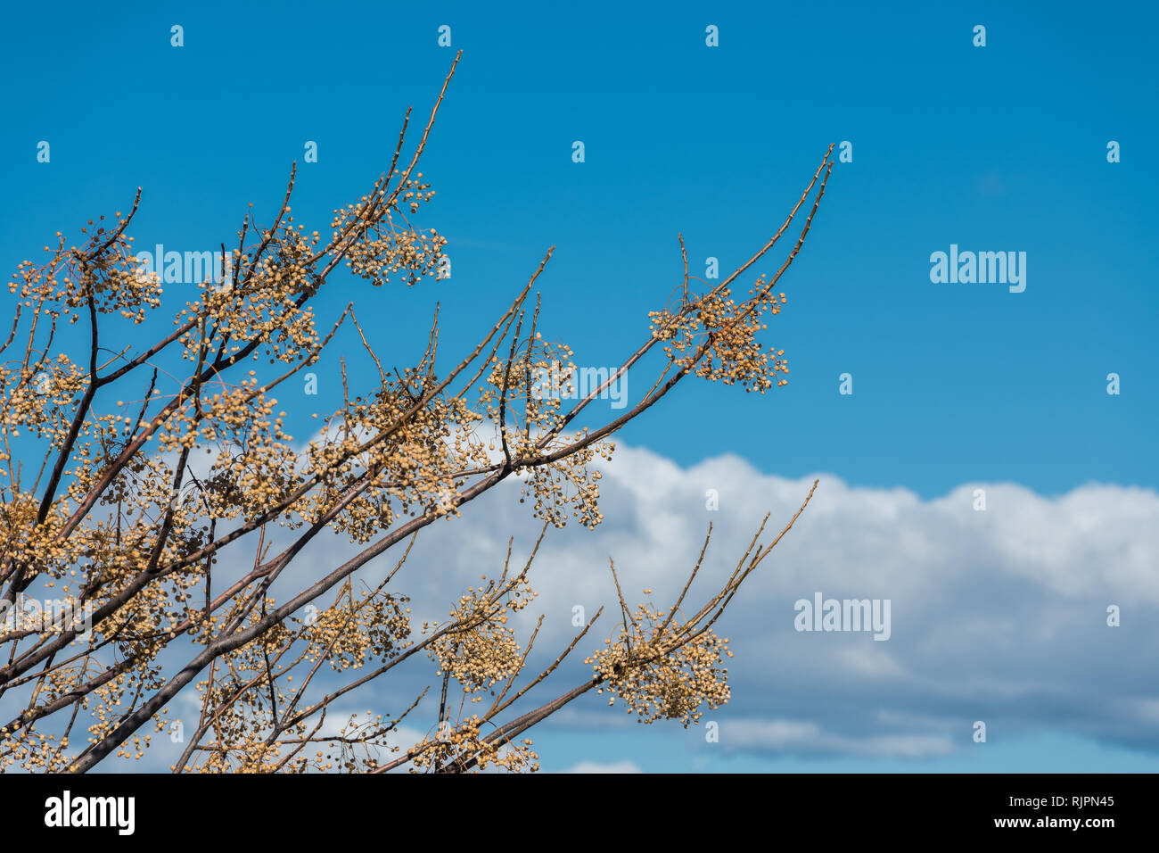 Semi di rami di un albero chinaberry su un cielo blu a Caceres, Estremadura, Spagna. Foto Stock