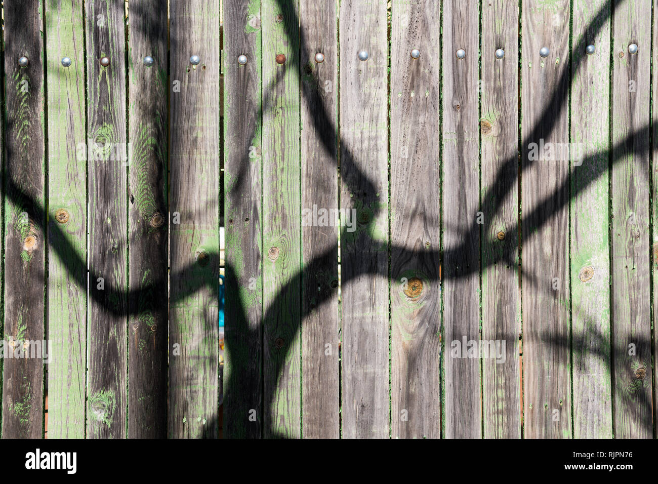 L ombra dei rami di un albero proiettata su un vecchio verde recinzione di legno Foto Stock