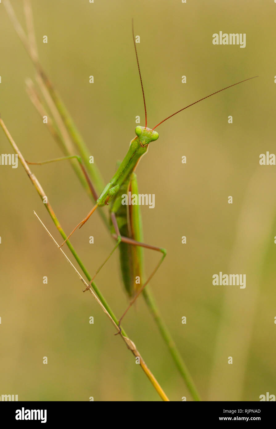 La fauna selvatica foto macro della mantide religiosa Foto Stock