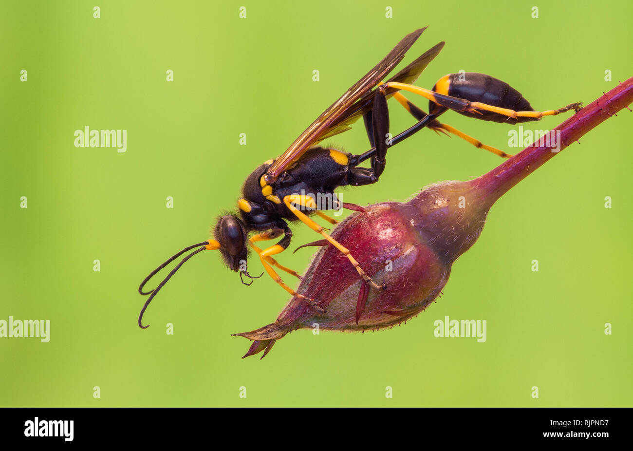 La fauna selvatica foto macro di fango dauber wasp Foto Stock