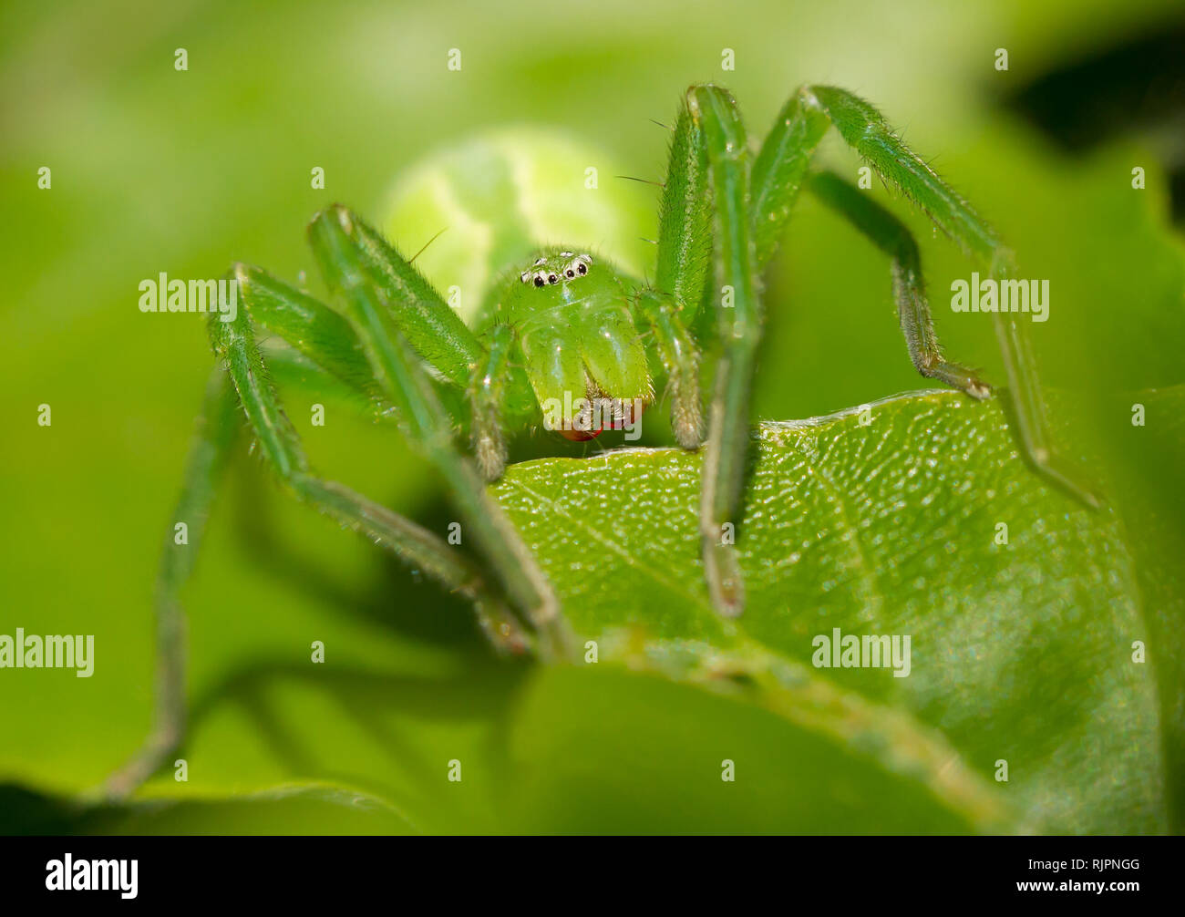 La fauna selvatica foto macro di g Foto Stock