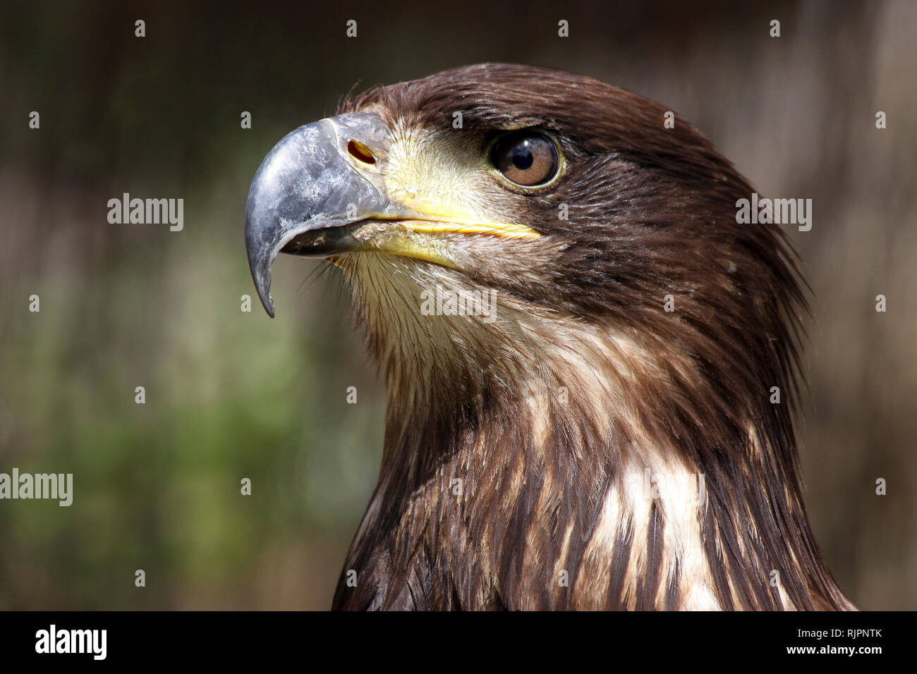 In prossimità della testa di un bambino aquila calva Haliaeetus leucocephalus Foto Stock