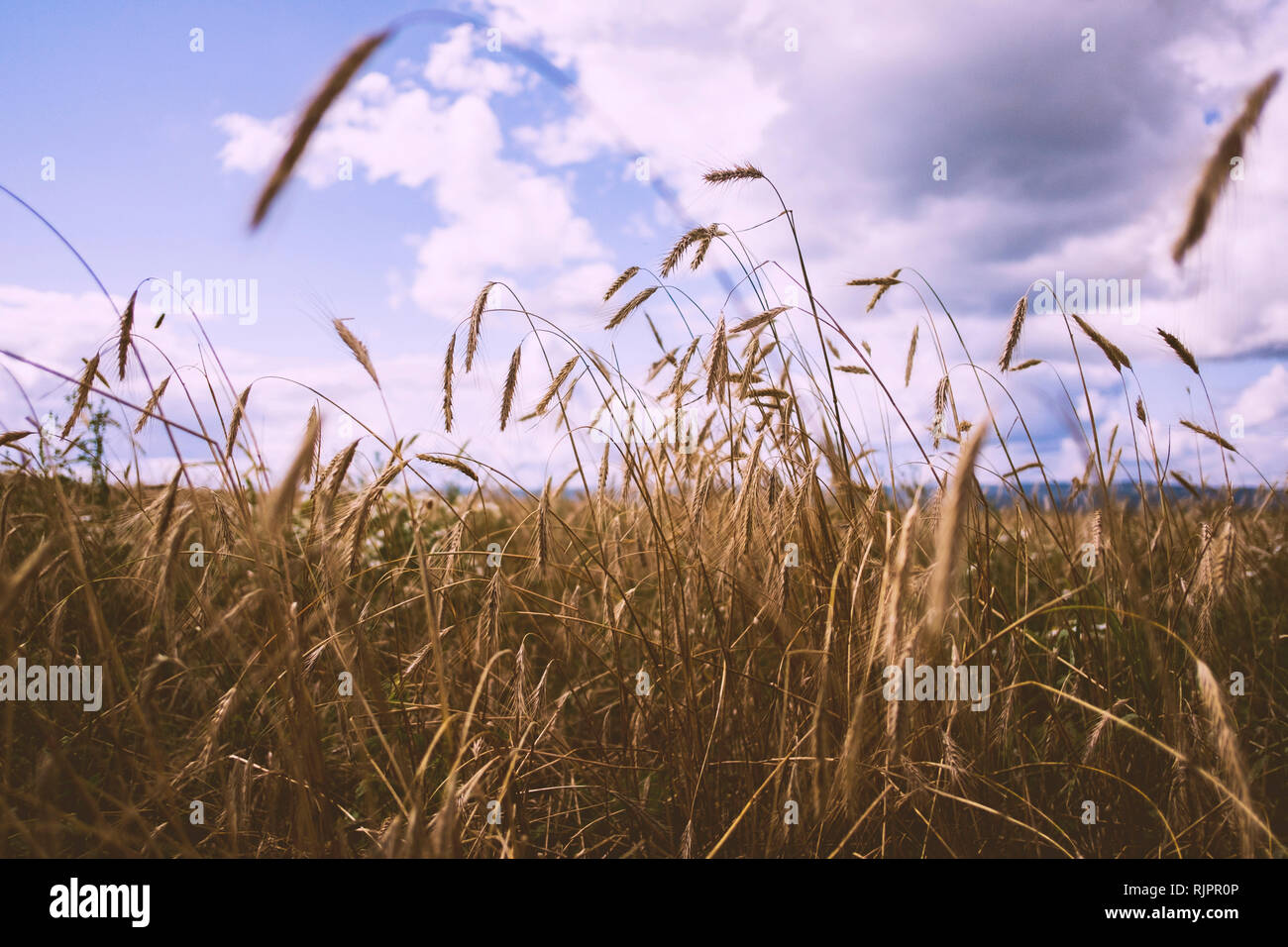 Campo di grano, close up Foto Stock