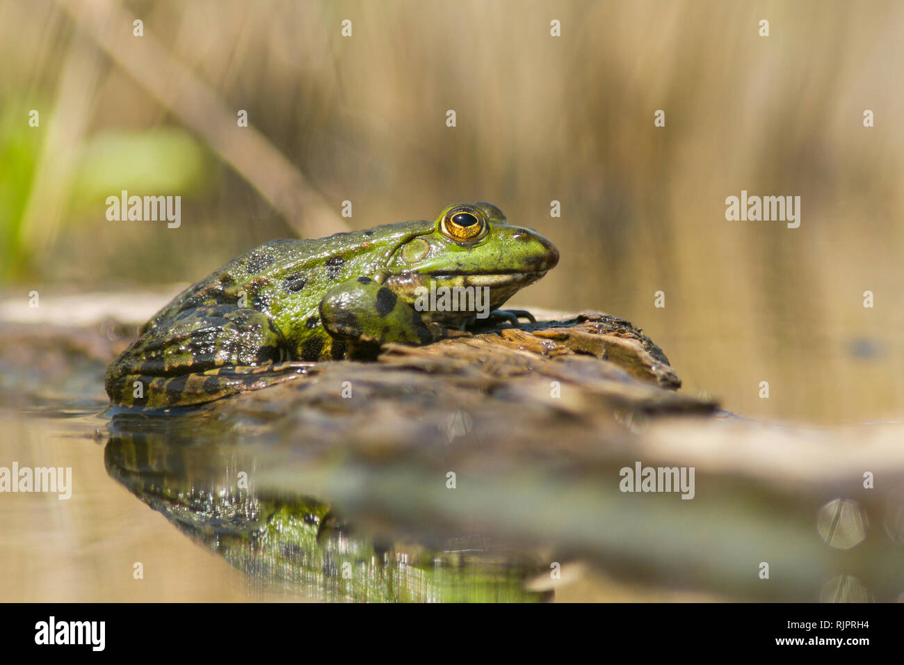 Foto della fauna selvatica della rana di palude Foto Stock