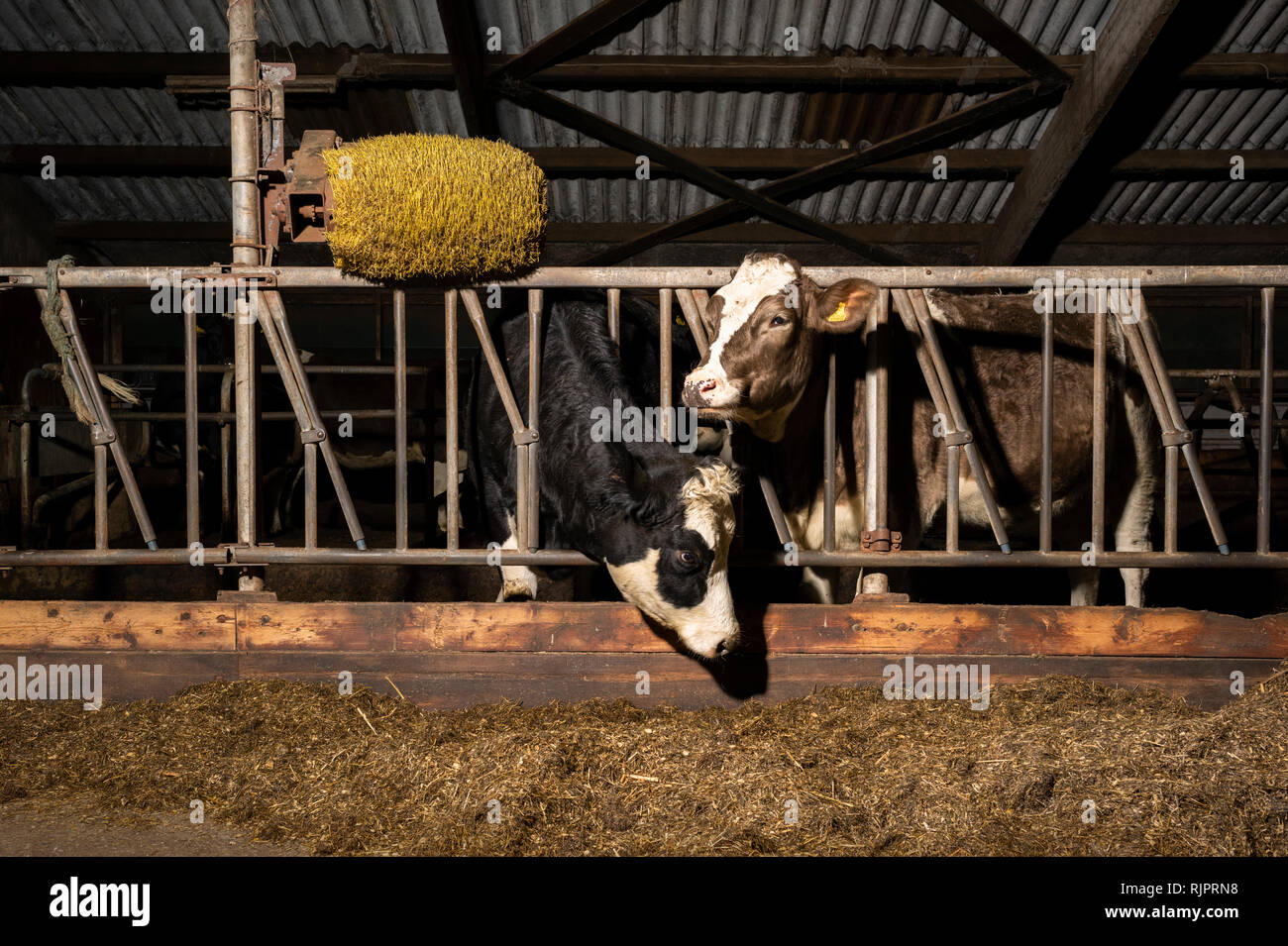 Le mucche in pen aperta a respirare aria fresca e luce, Wyns, Friesland, Paesi Bassi Foto Stock