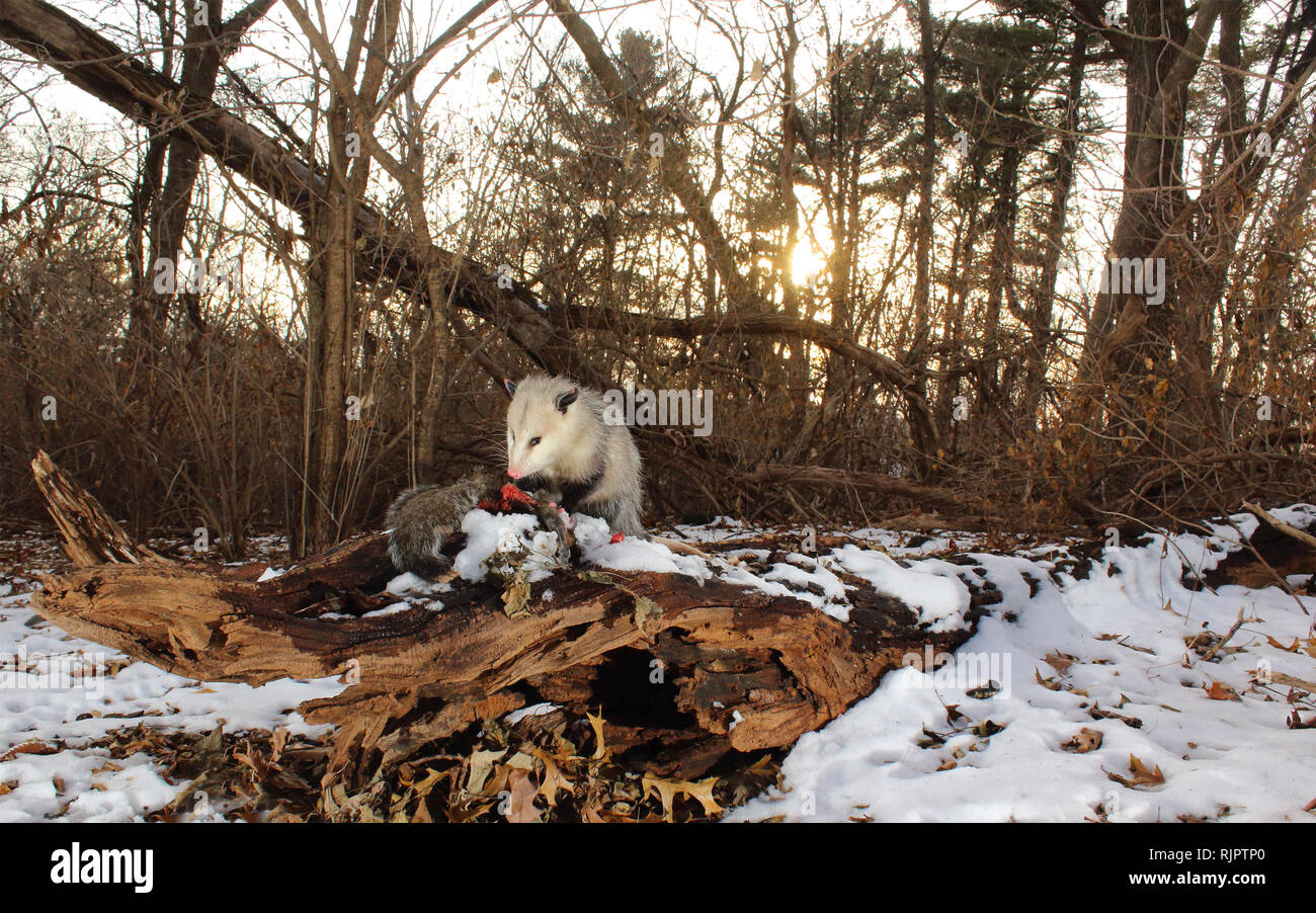 Un Virginia Opossum alimentazione su uno scoiattolo. Foto Stock
