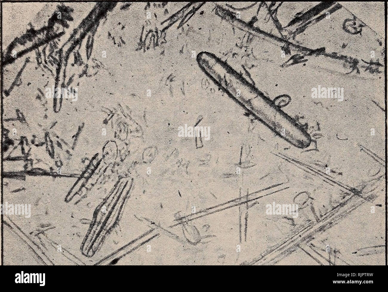 . Australasian fossili, un' studenti Manuale di paleontologia. Paleontologia. 72 AUSTRALASIAN fossili. Terra di diatomee è essenzialmente composto da piccolo frustules silicea o casi di diatomee (alghe unicellulari), solitamente miscelato con alcuni spicole dell'acqua dolce, spugna Spongilla. Generalmente esso forma uno strato sul fondo di un lago letto (Fig. 42).. '•"V maiale. 42-terra di diatomee. (Post-Tertiary). Contenente acqua fresca di forme, come Pinnularia, Cocconeis Synedra e. X 150. Talbot, Victoria. Sezione III.-rocce calcaree. Calcari FORMATA DA ORGANISMI.- calcari organici costituiscono di gran lunga il più Foto Stock