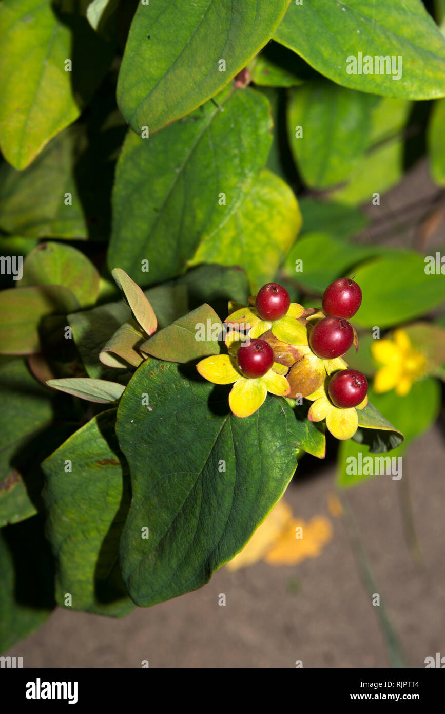 Iperico (Hypericum inodorum) Foto Stock