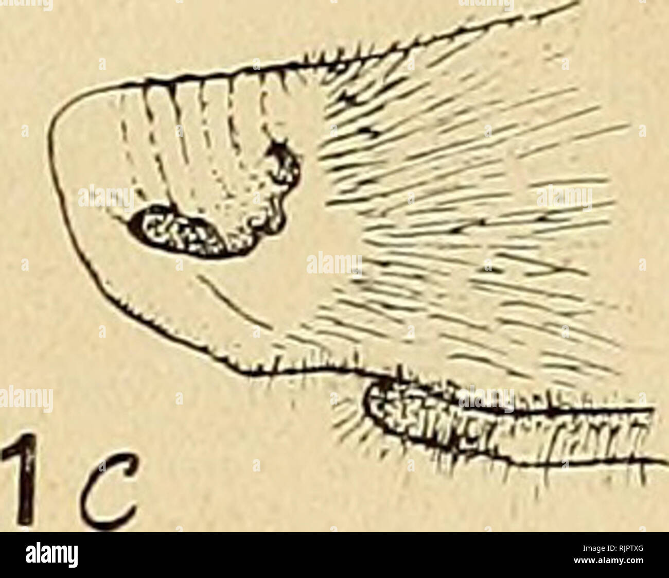 . La Australian zoologo. Zoologia; Zoologia; Zoologia. 13 SE , â * . Fig. 1. Perameles nasuta. Un, il golare capelli tratti; le posizioni del interramal e papille genal sono anche indicati. B, il dorso della rhinarium. C, vista laterale del rhinarium. Il Rhinarium.âThe rhinarium (Fig. 1) ha la forma conica caratteristica del genere. Un solco incide il labbro superiore e viene prodotta a rhinarium come un "groove ben marcato fino a che non raggiunge il livello della metà del bordo mediale delle narici al di sopra del quale è continuato intorno al punto di muso sul suo dorso; la sua Foto Stock