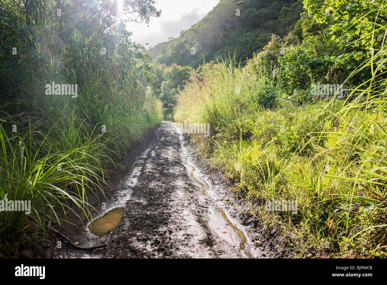 Fangoso sentiero escursionistico, Moanalua Valley Trail, Oahu, Hawaii Foto Stock