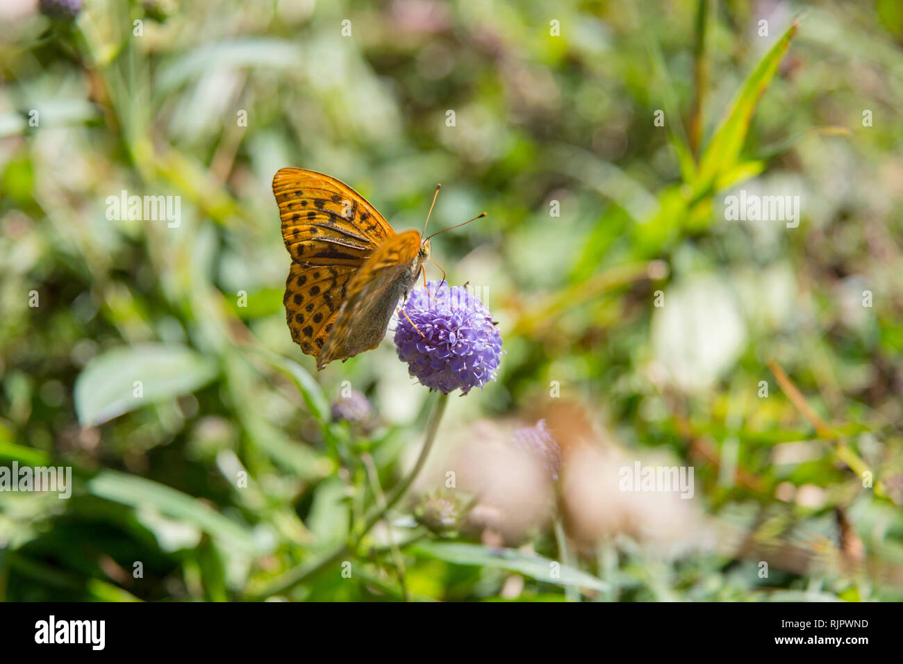 Argento-lavato fritillary butterfly (argynnis paphia) su viola flowerhead, close up Foto Stock