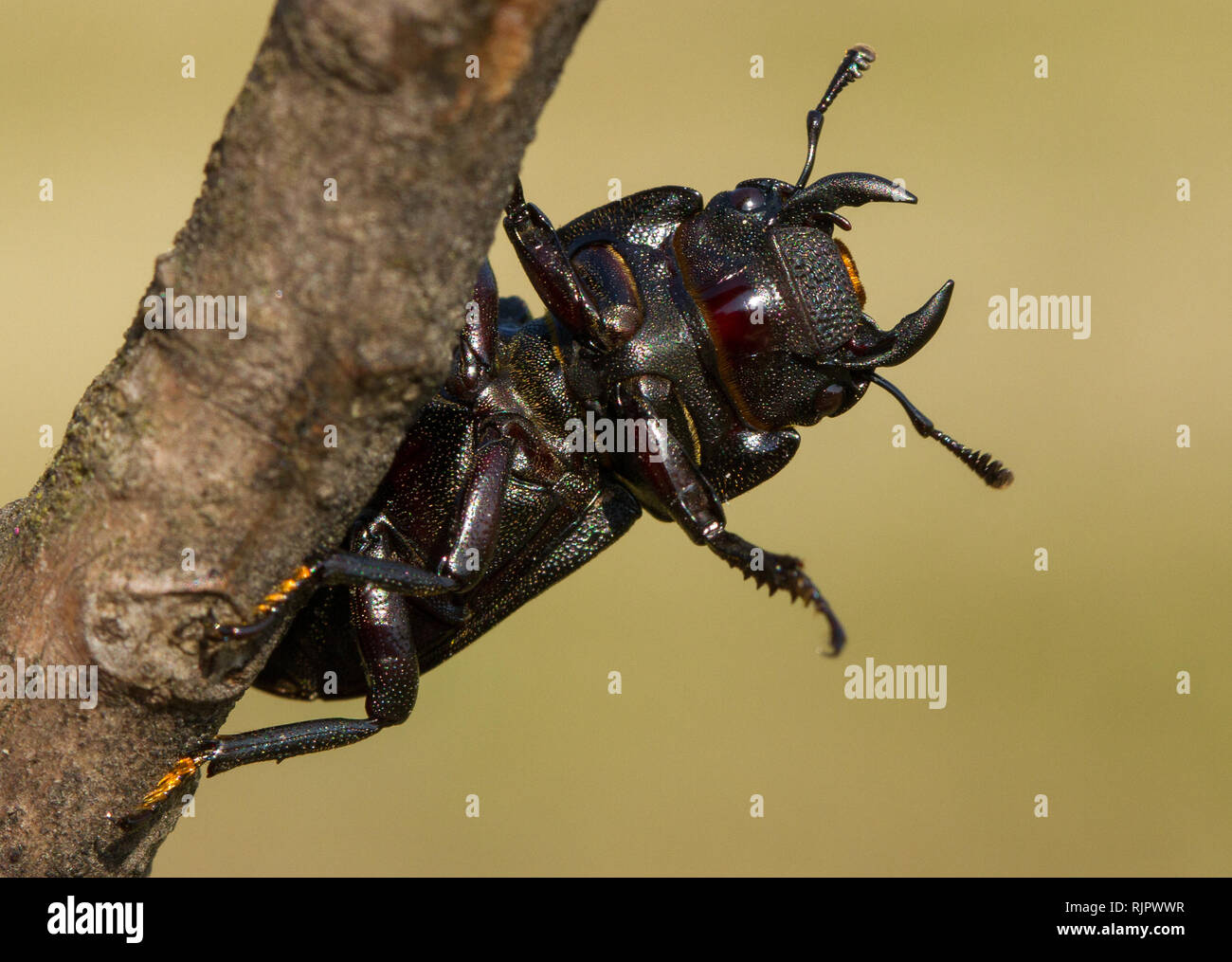 La fauna selvatica foto macro di minore stag beetle Foto Stock