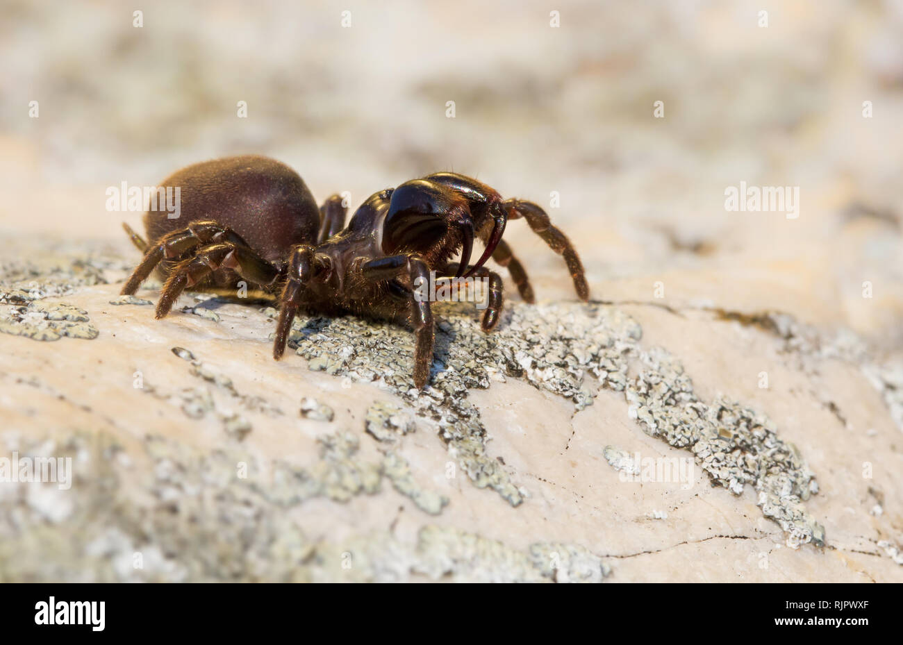 La fauna selvatica foto macro di brown spider Foto Stock