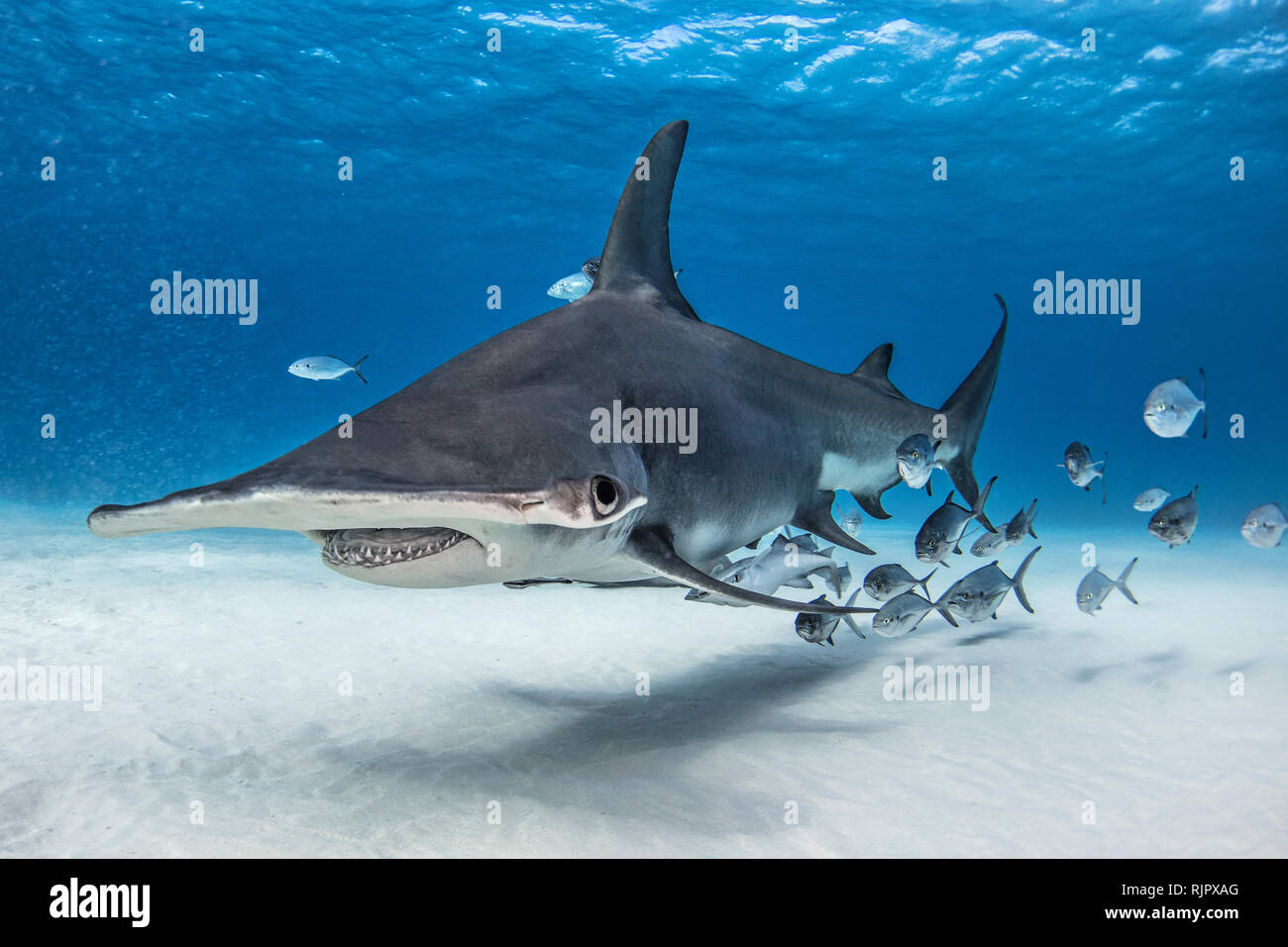 Grande squalo martello in secca di pesce, Alice Town, Bimini, Bahamas Foto Stock