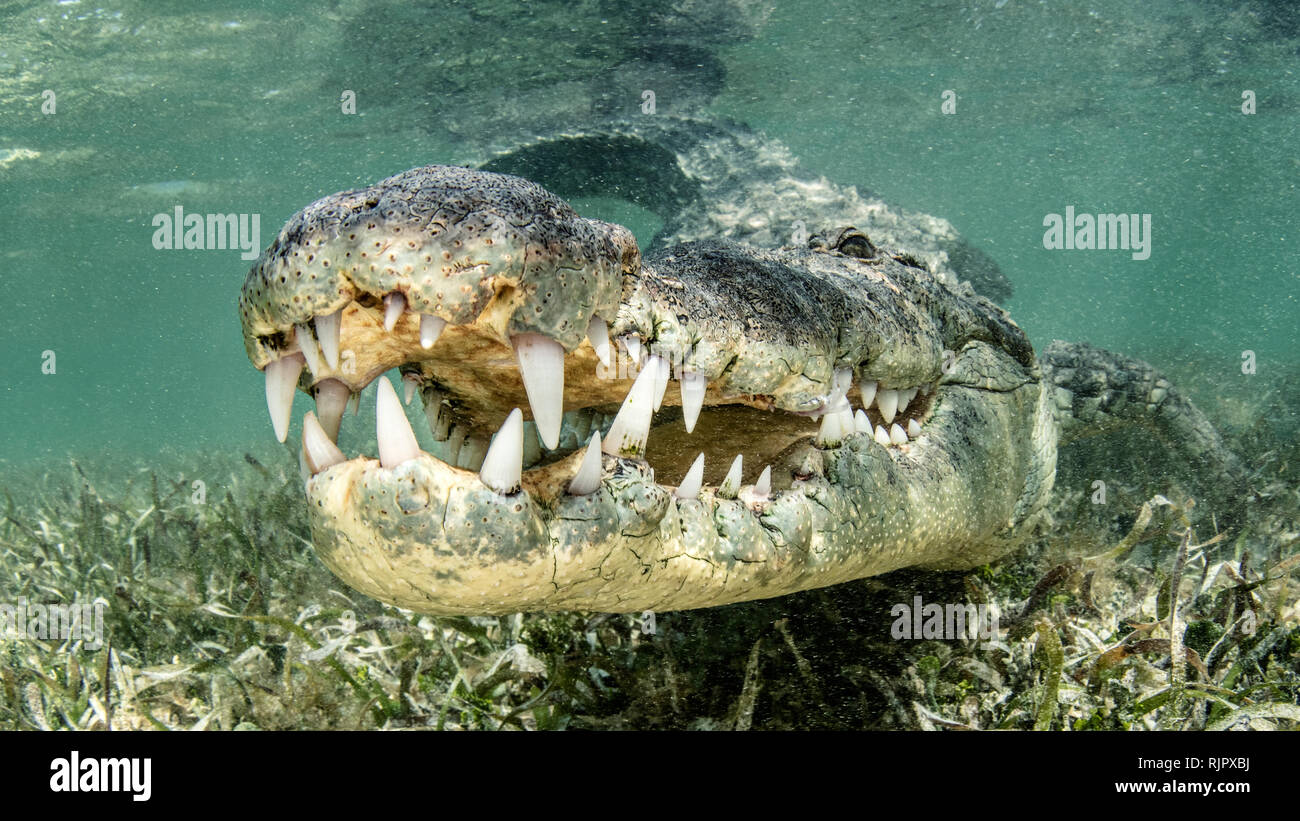 American coccodrillo di acqua salata, Chinchorro banche, Xcalak, Quintana Roo, Messico Foto Stock