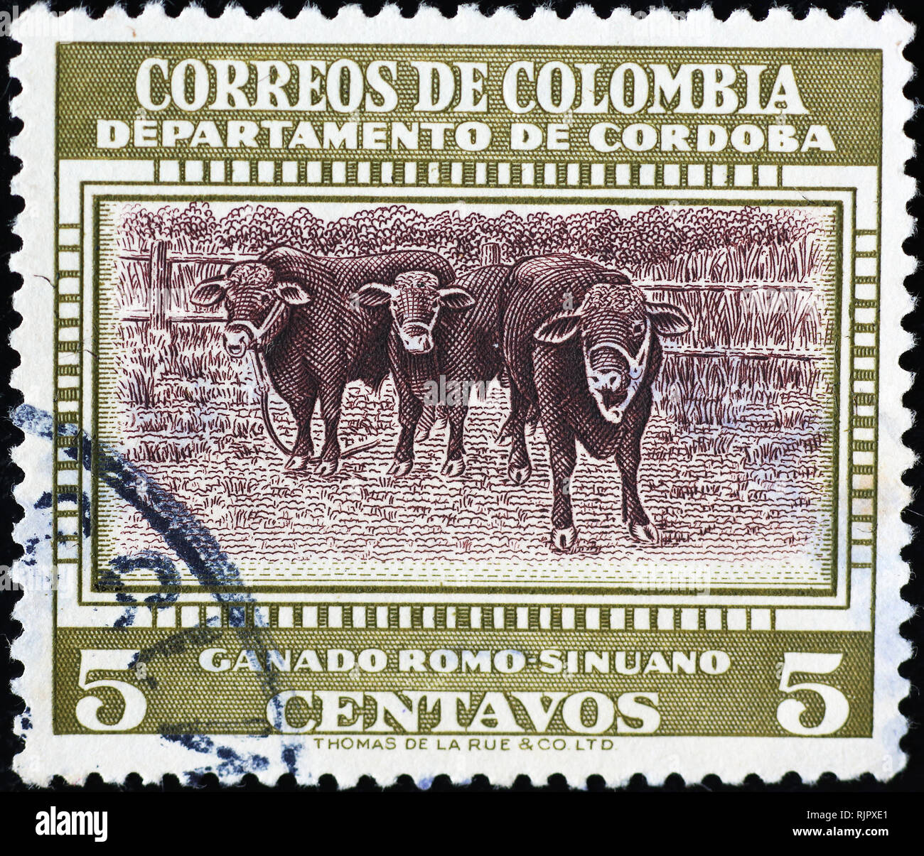 Bovini sul colombiano vintage francobollo Foto Stock
