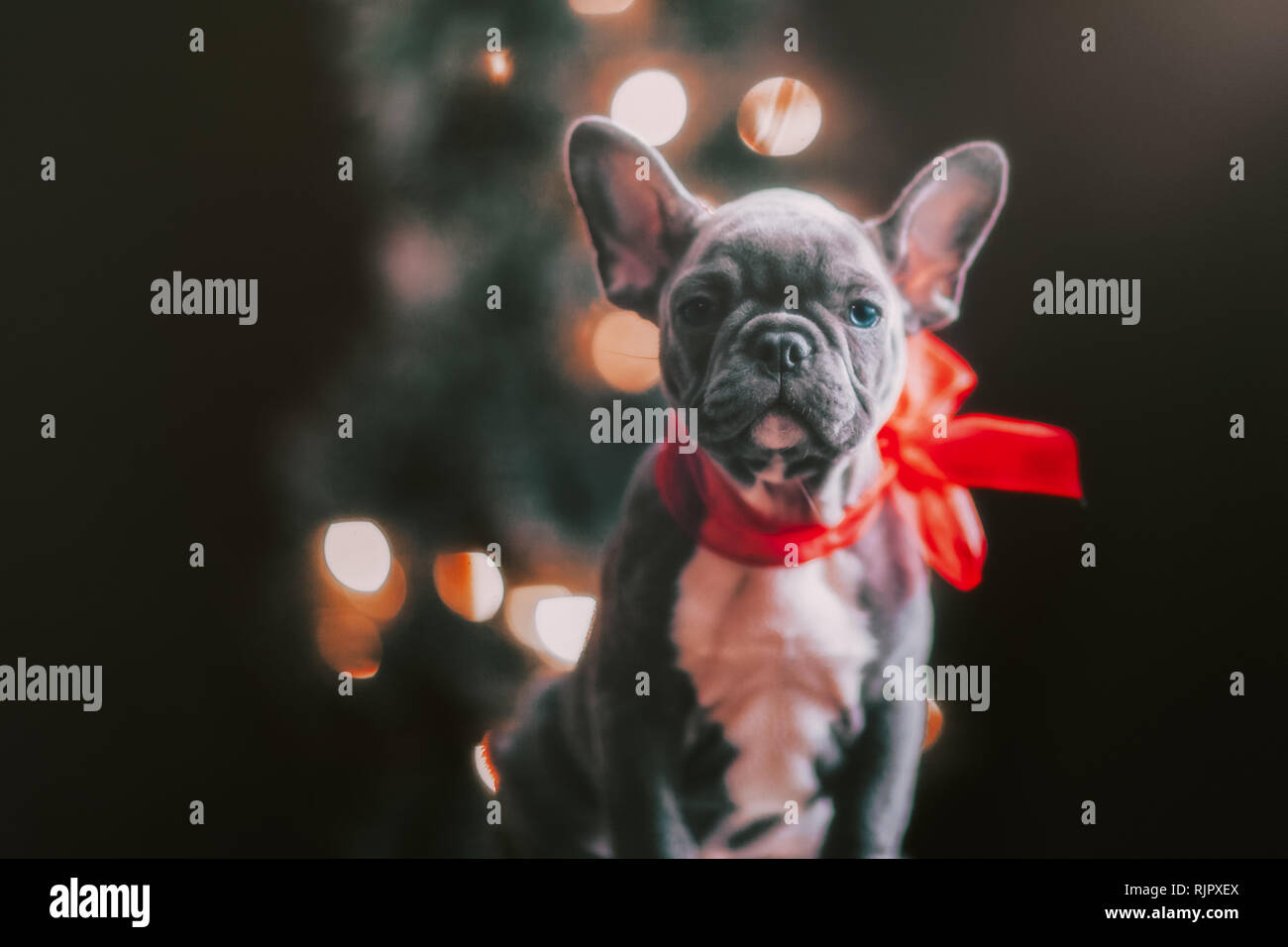 Giovani bulldog francese indossando arco rosso per Natale Foto Stock