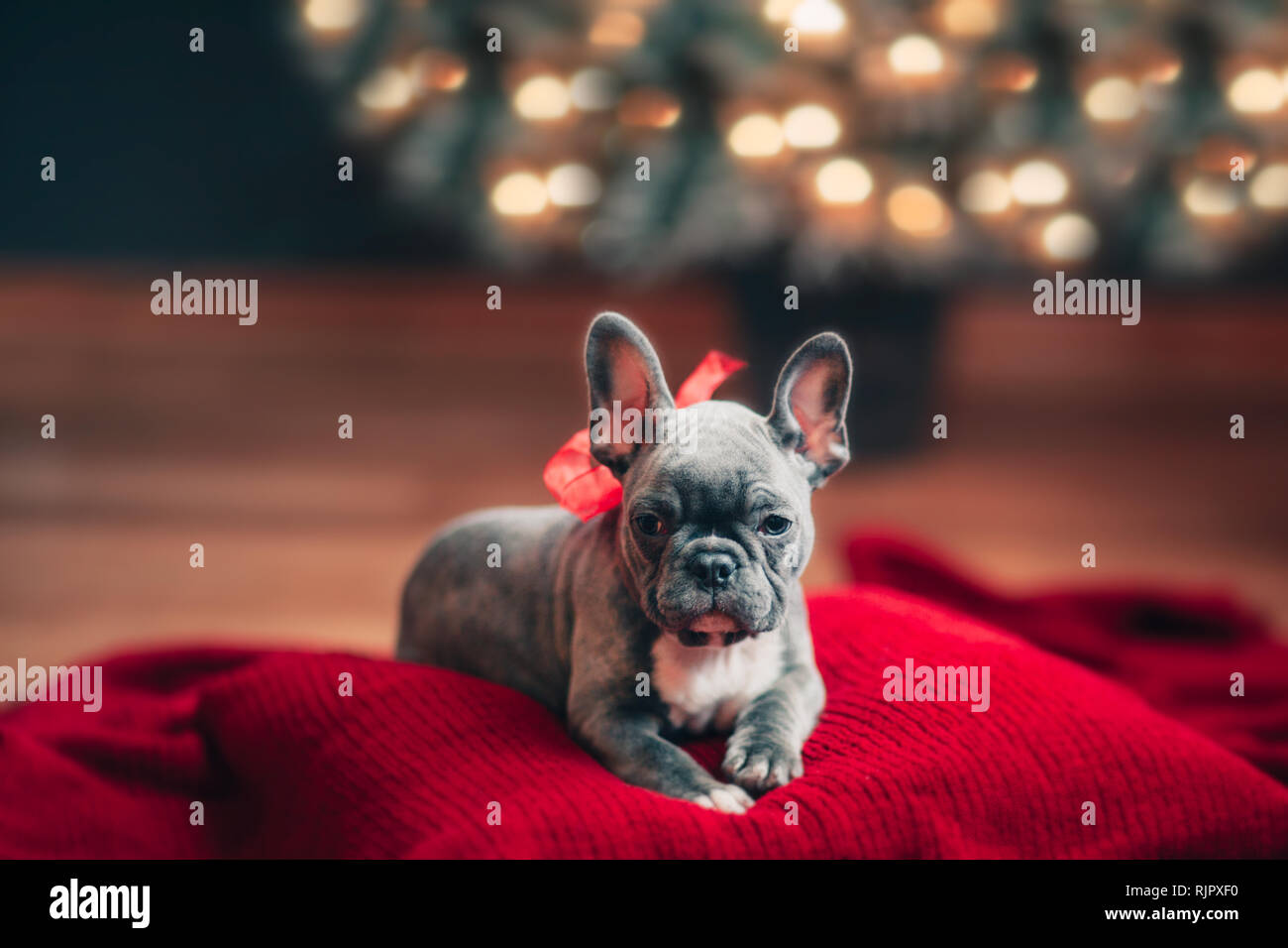 Giovani bulldog francese sul cuscino indossando arco rosso per Natale Foto Stock