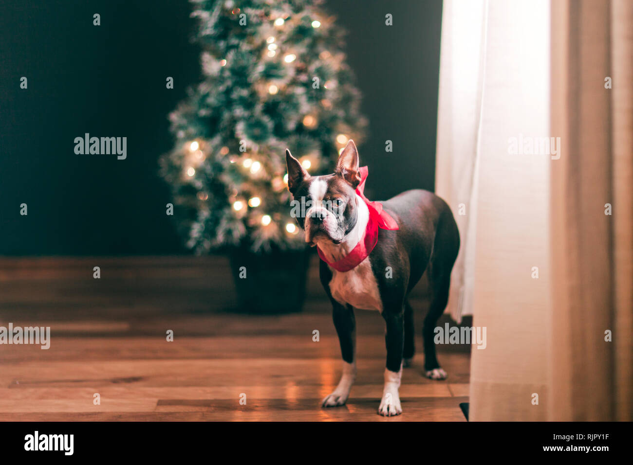 Boston Terrier indossando arco rosso, l'albero di Natale in background Foto Stock