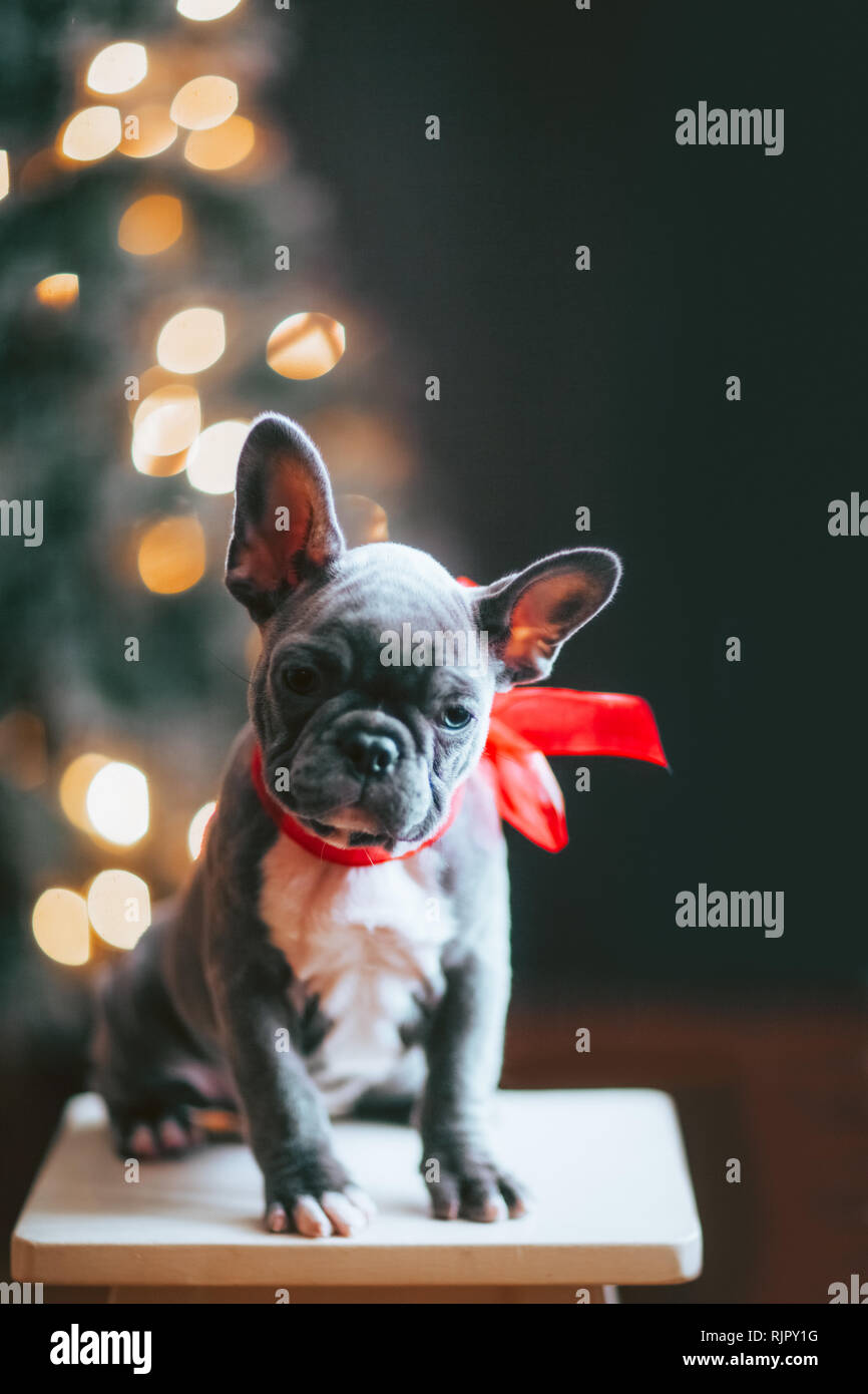 Giovani bulldog francese indossando arco rosso per Natale Foto Stock