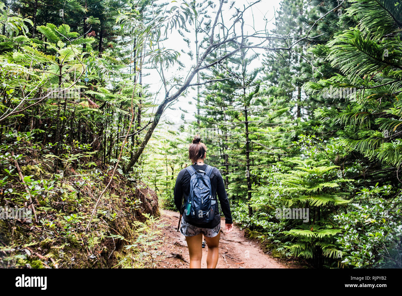 Escursionista su Sleeping Giant Trail, Kauai, Hawaii Foto Stock