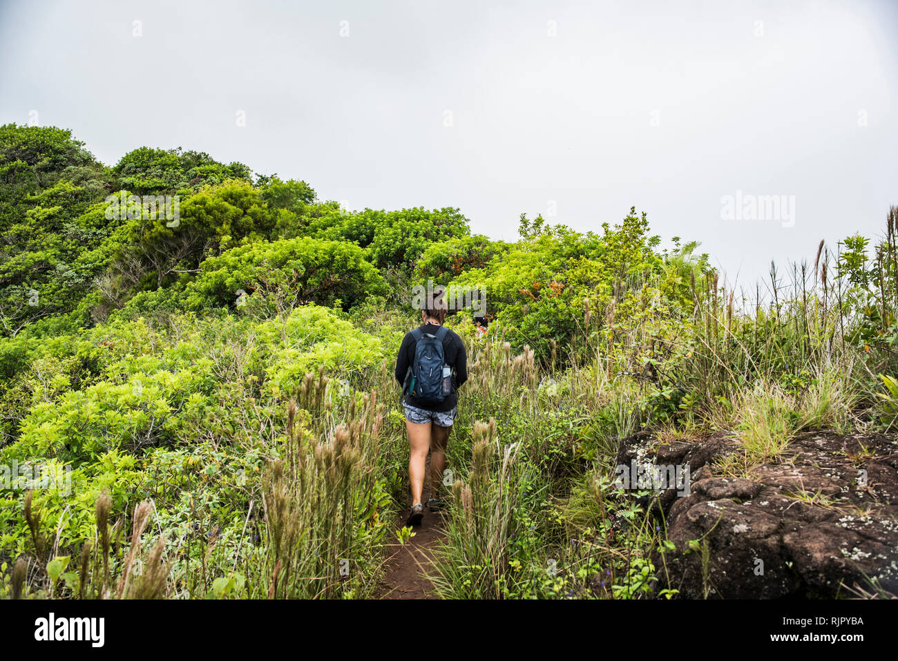 Escursionista su Sleeping Giant Trail, Kauai, Hawaii Foto Stock
