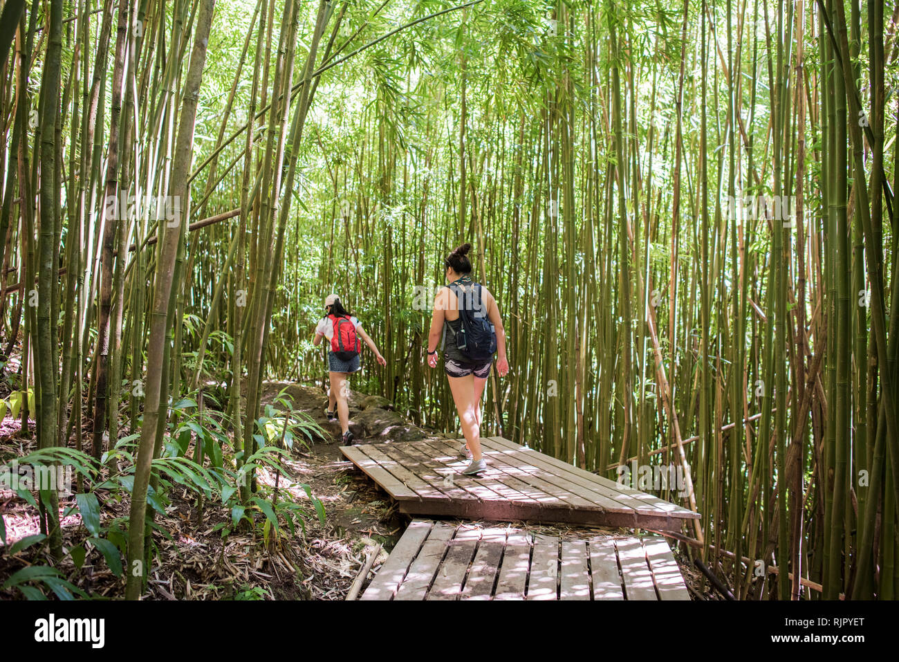 Gli escursionisti in foreste di bambù, Waipipi Trail, Maui, Hawaii Foto Stock