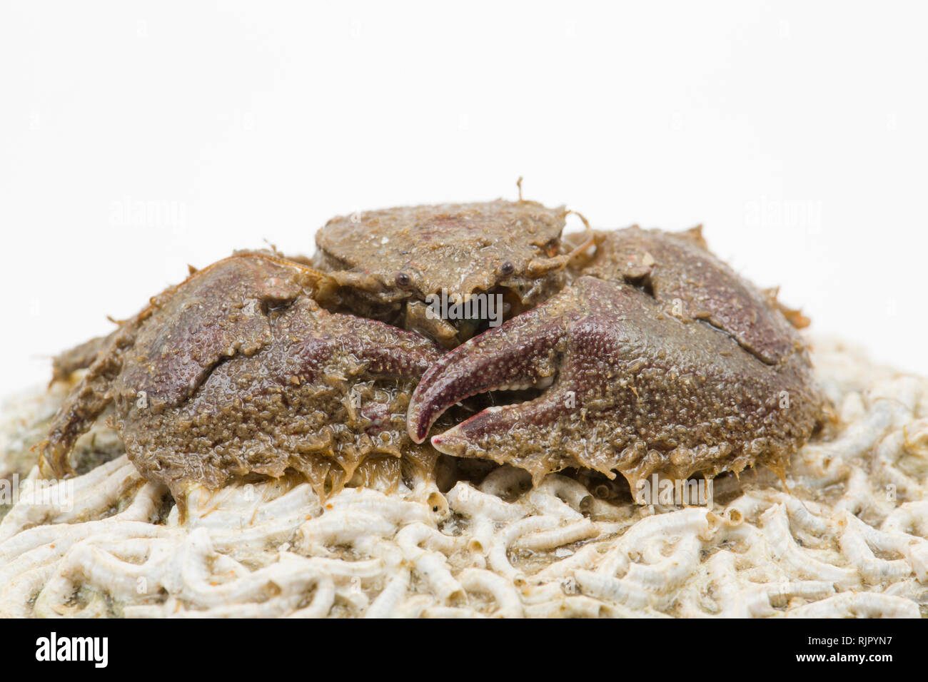 Un ampio-artigliato il granchio di porcellana, Porcellana platycheles, fotografati contro uno sfondo bianco in un studio prima del rilascio. Il granchio è seduta su una pe Foto Stock